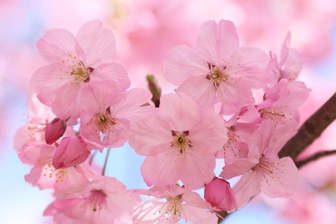 桜開花情報その5＞｜清愁
