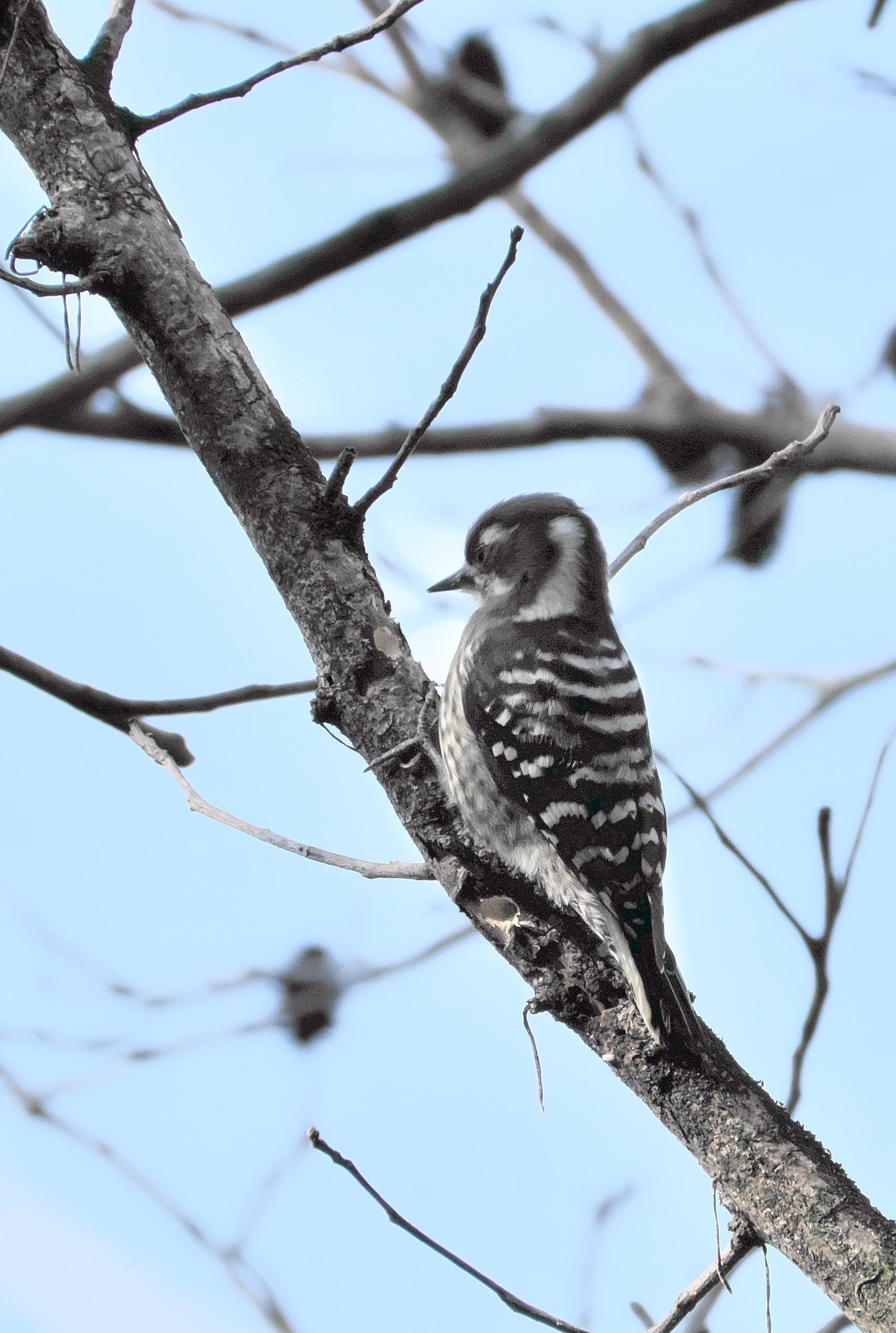 鳥の置物　挑戦力を高める　視野を広く　活性　お守り　浄化　洞察力の向上　天然石 鳥の置物 挑戦力を高める 視野を広く 活性 お守り 浄化 洞察力の