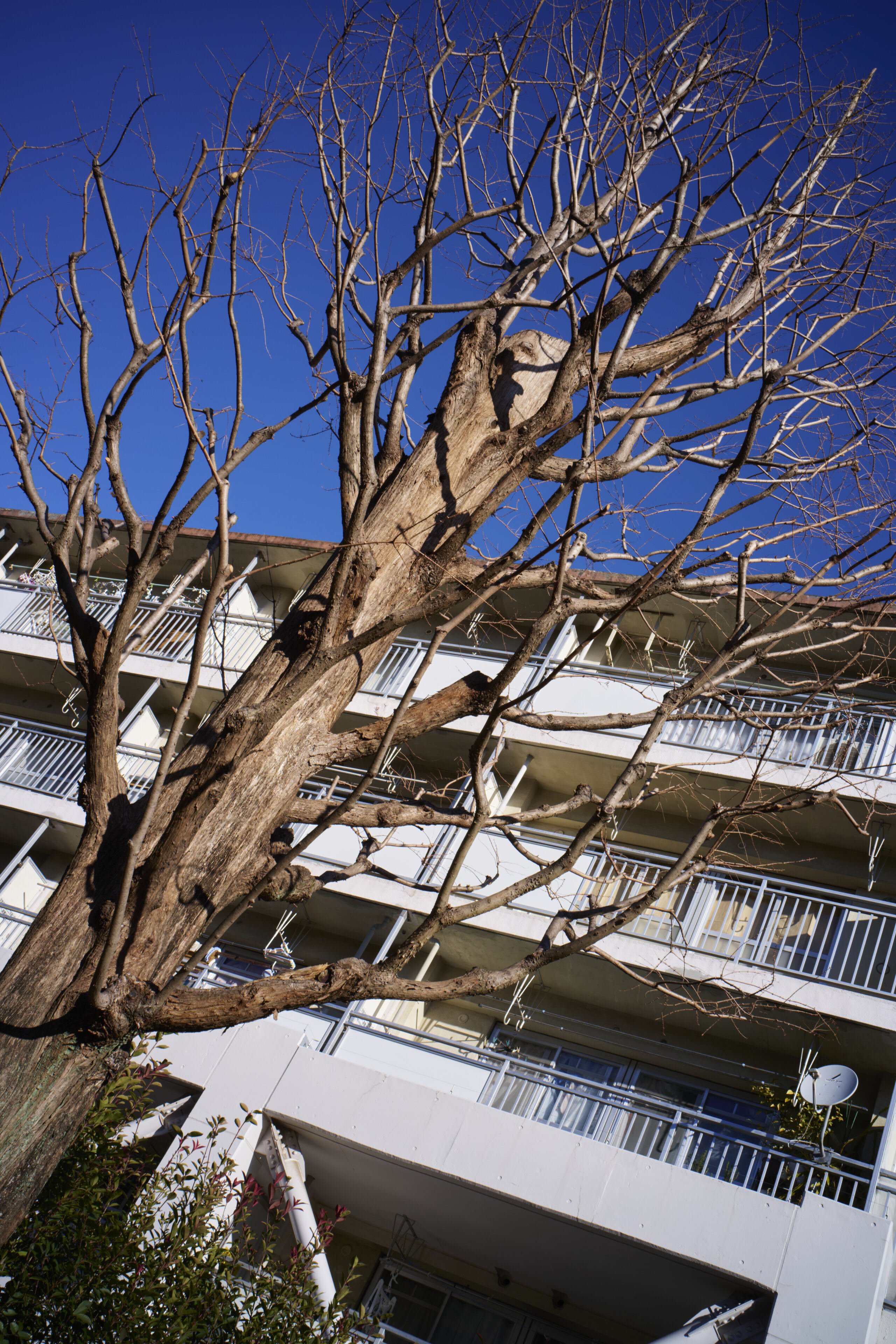 フジGFX100II】 1億画素× ライカレンズの作例と高画素センサーの