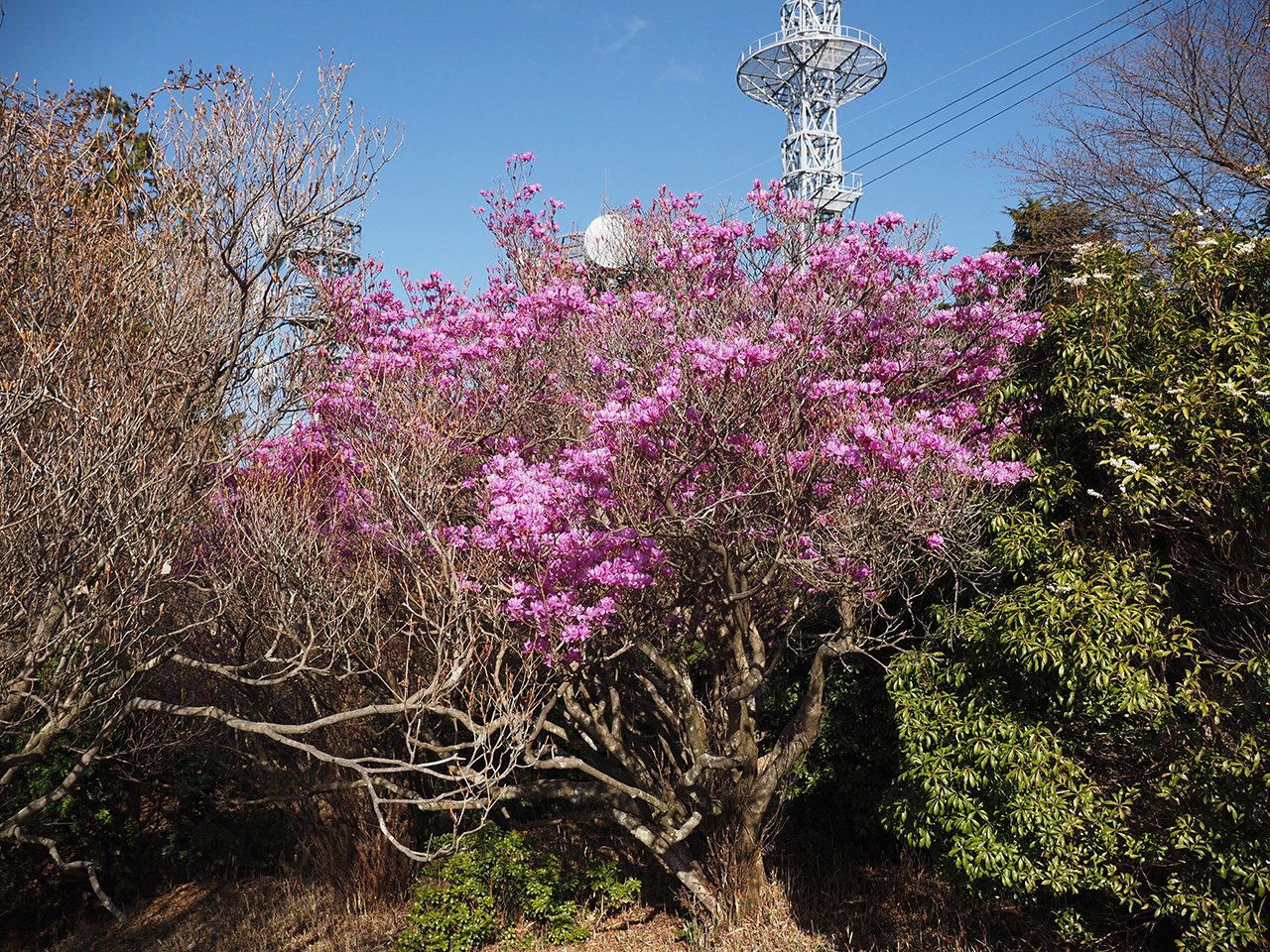 カット38 本宮山山頂のホンミツバツツジ｜sasayan