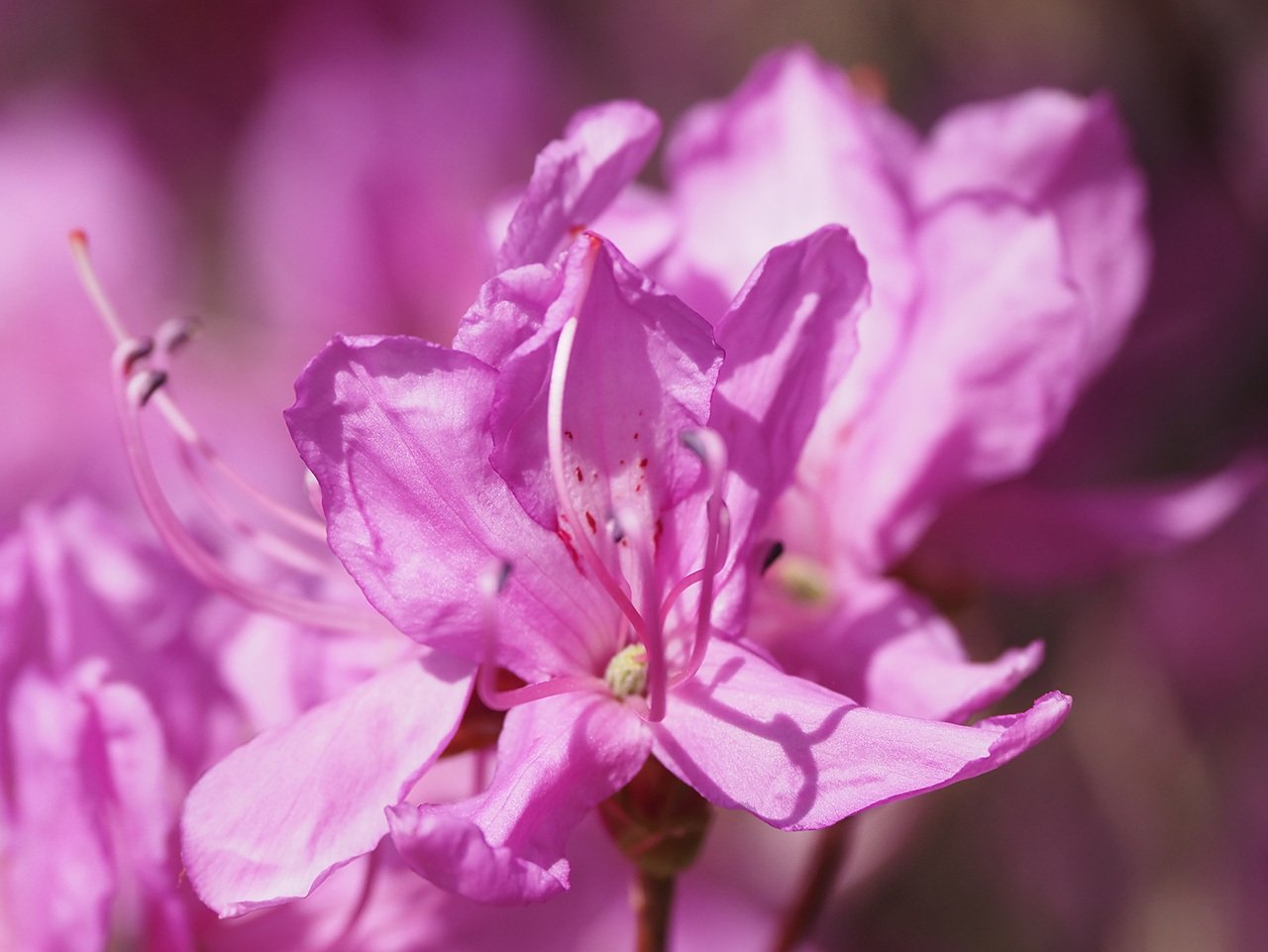 カット38 本宮山山頂のホンミツバツツジ｜sasayan