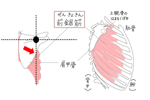 肩関節障害に対する理学療法123 SSMP〜肩関節障害の原因を評価するテスト〜 | Sports Medicine