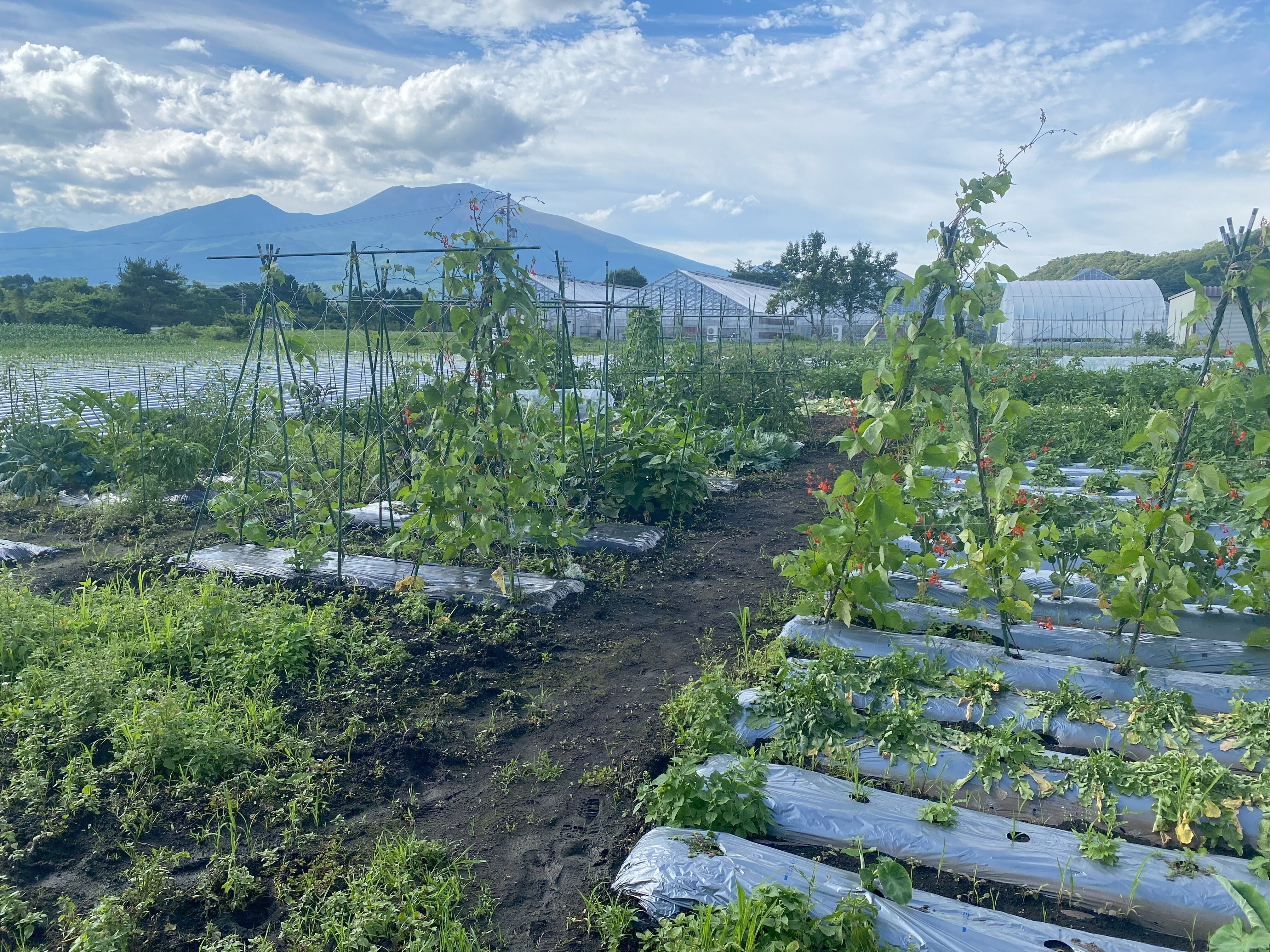 内なる声」に導かれて③ ～軽井沢で畑チャレンジした話｜軽井沢で働く