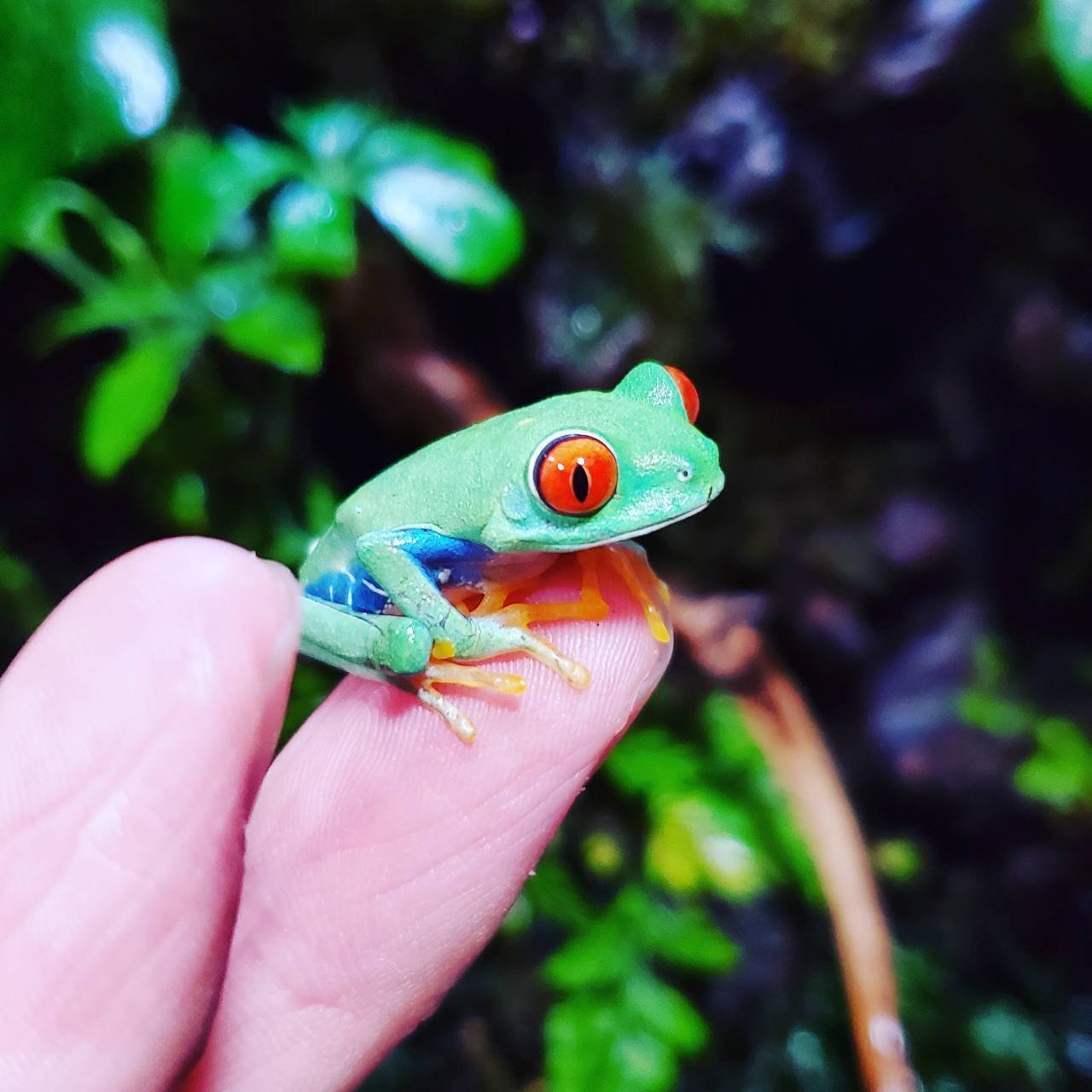 一度は見たことあるのでは？アカメアマガエル｜moss paradise3055