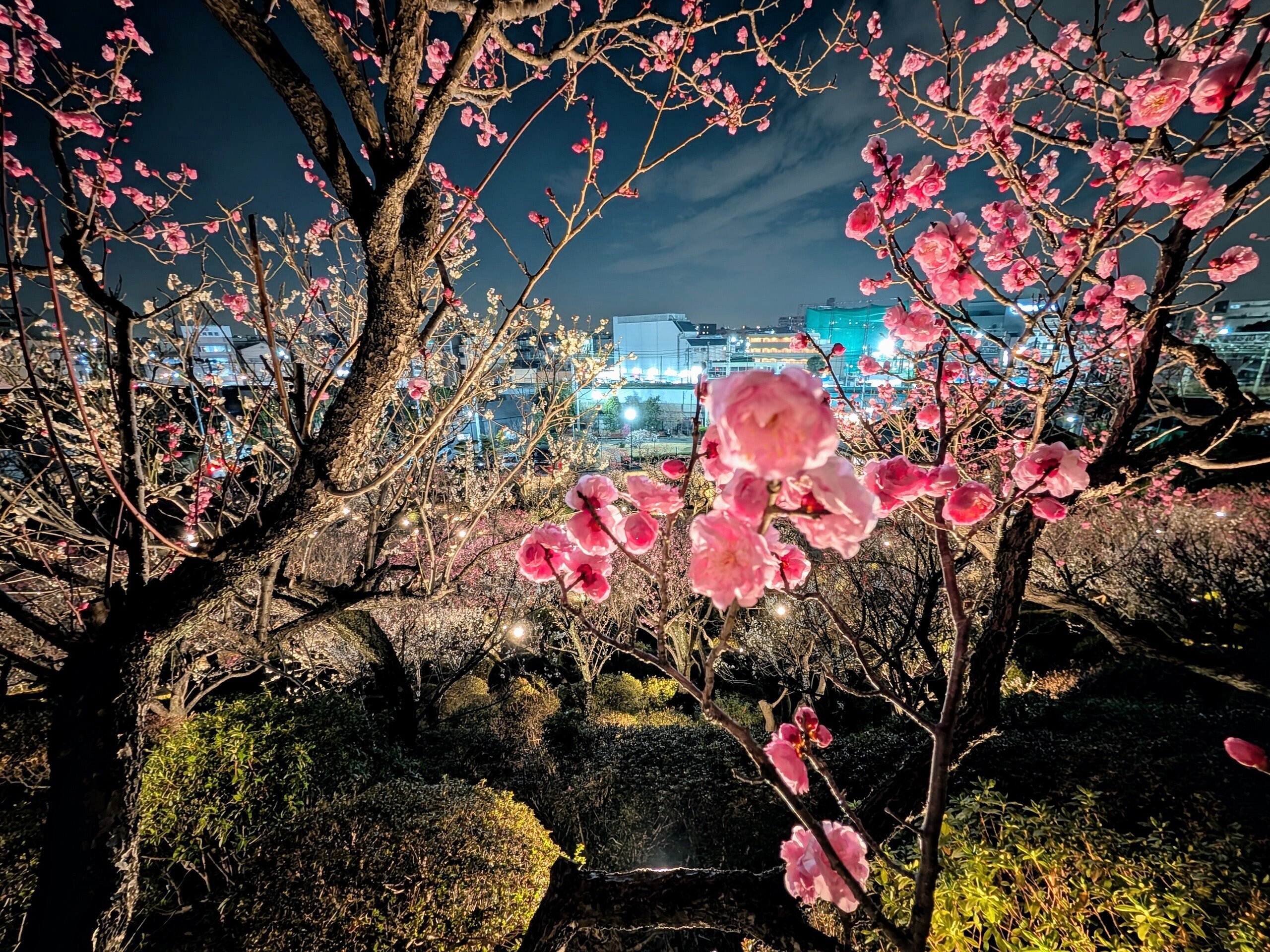 池上梅園2025｜少佐のノオト