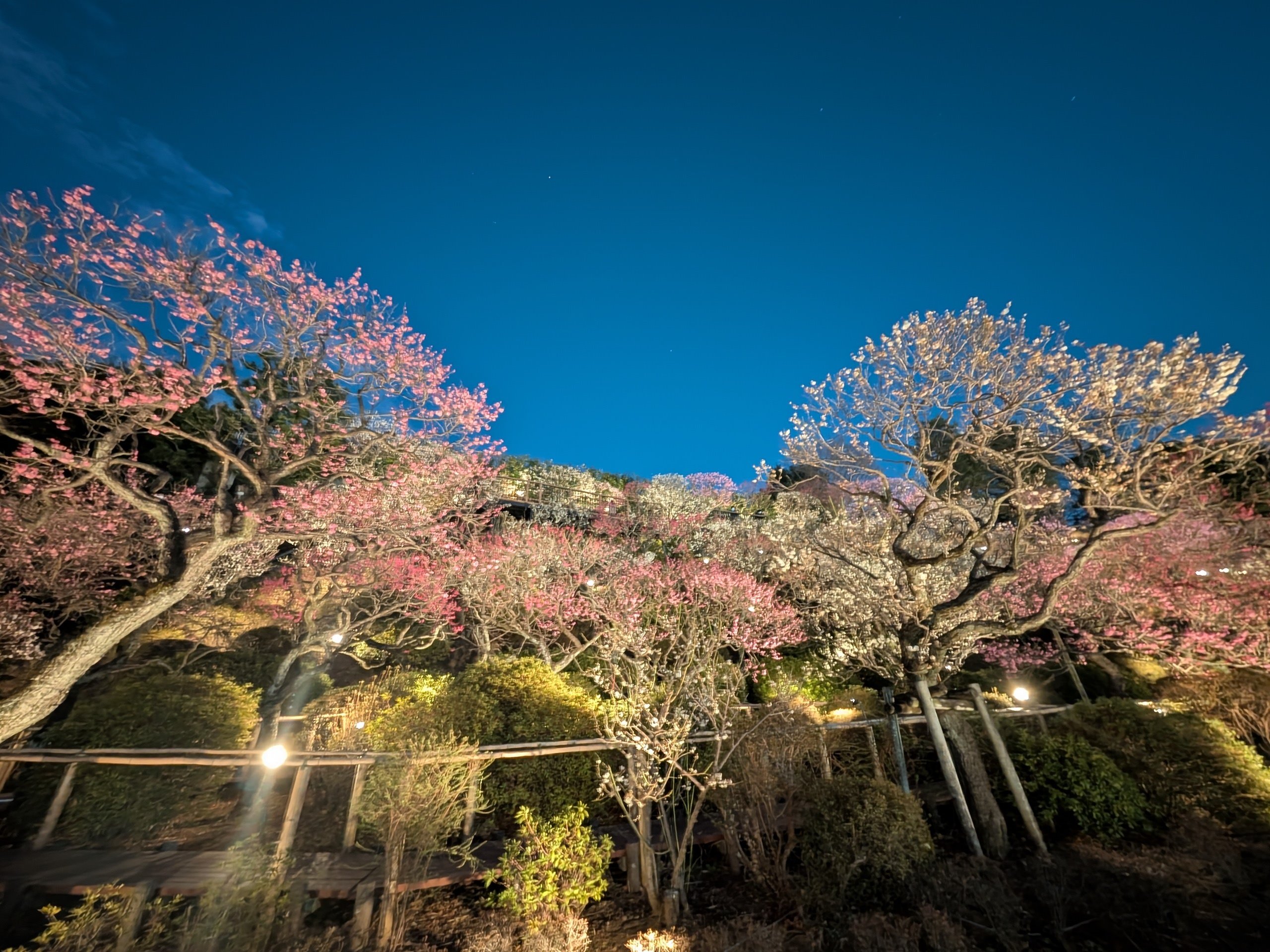 池上梅園2025｜少佐のノオト