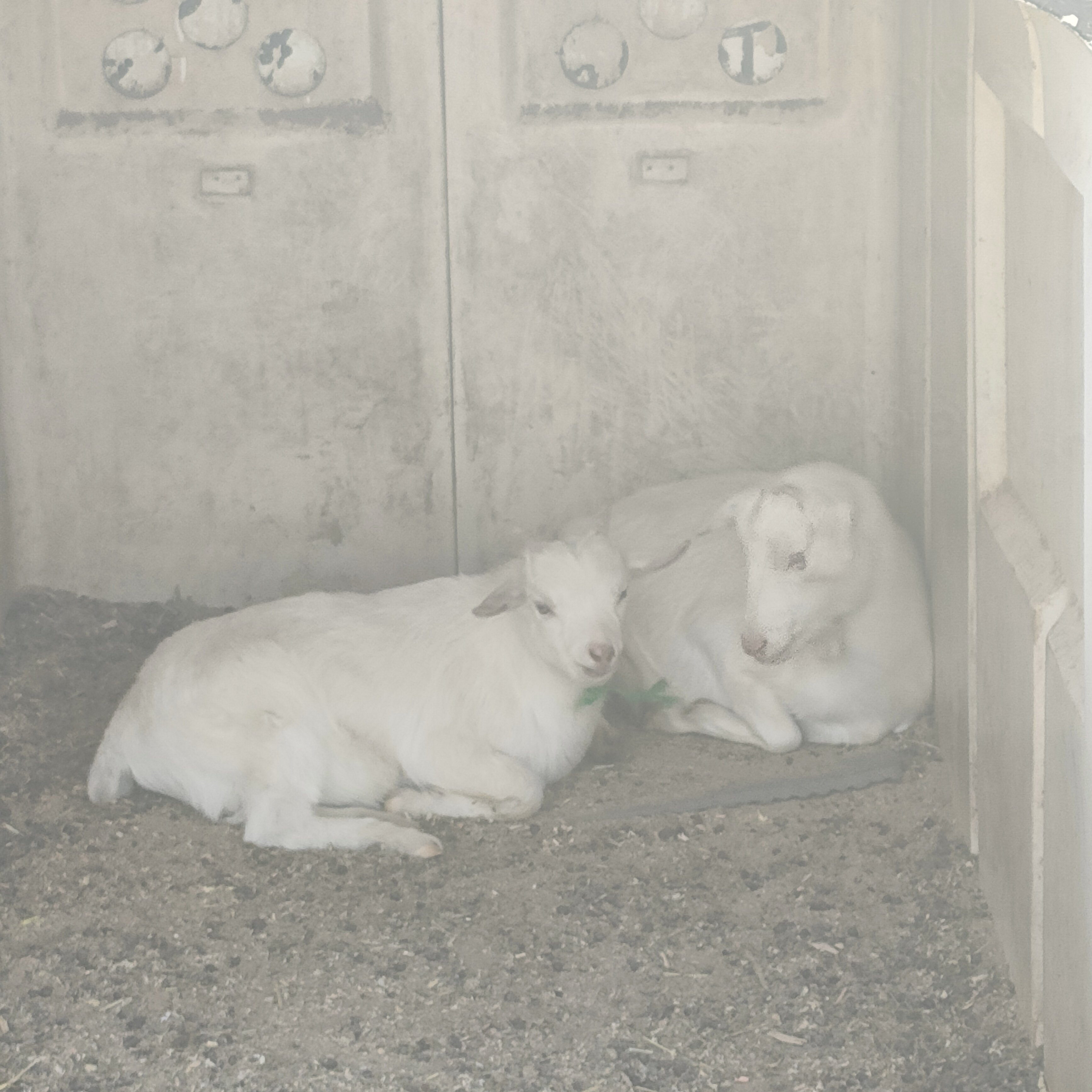 アイス食べヤギの親子に癒される―瑞穂町のウエストランドファーム｜眠り猫