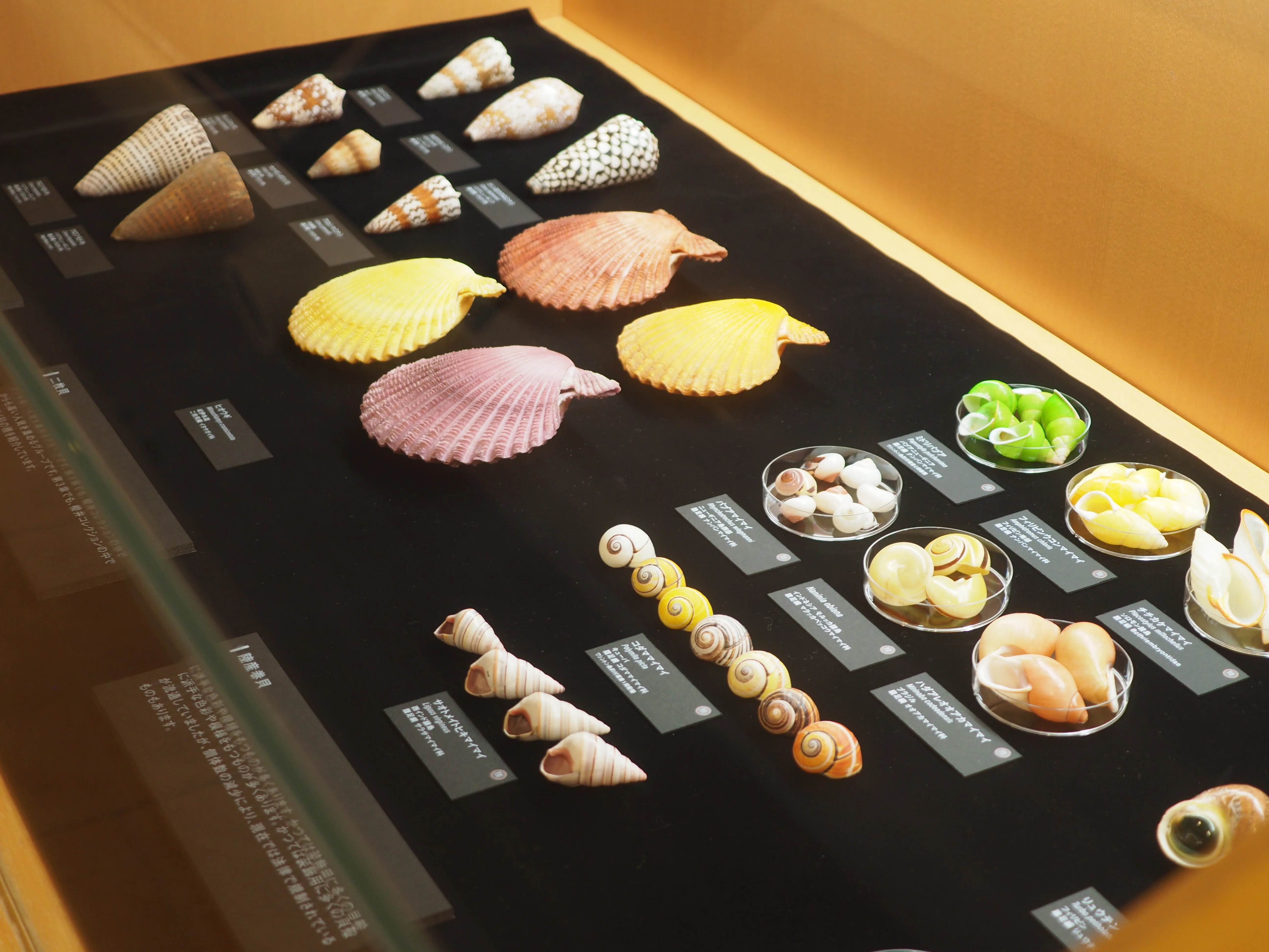 貝に魅せられた人たちによる小さな企画展『貝類展』…上野・国立科学