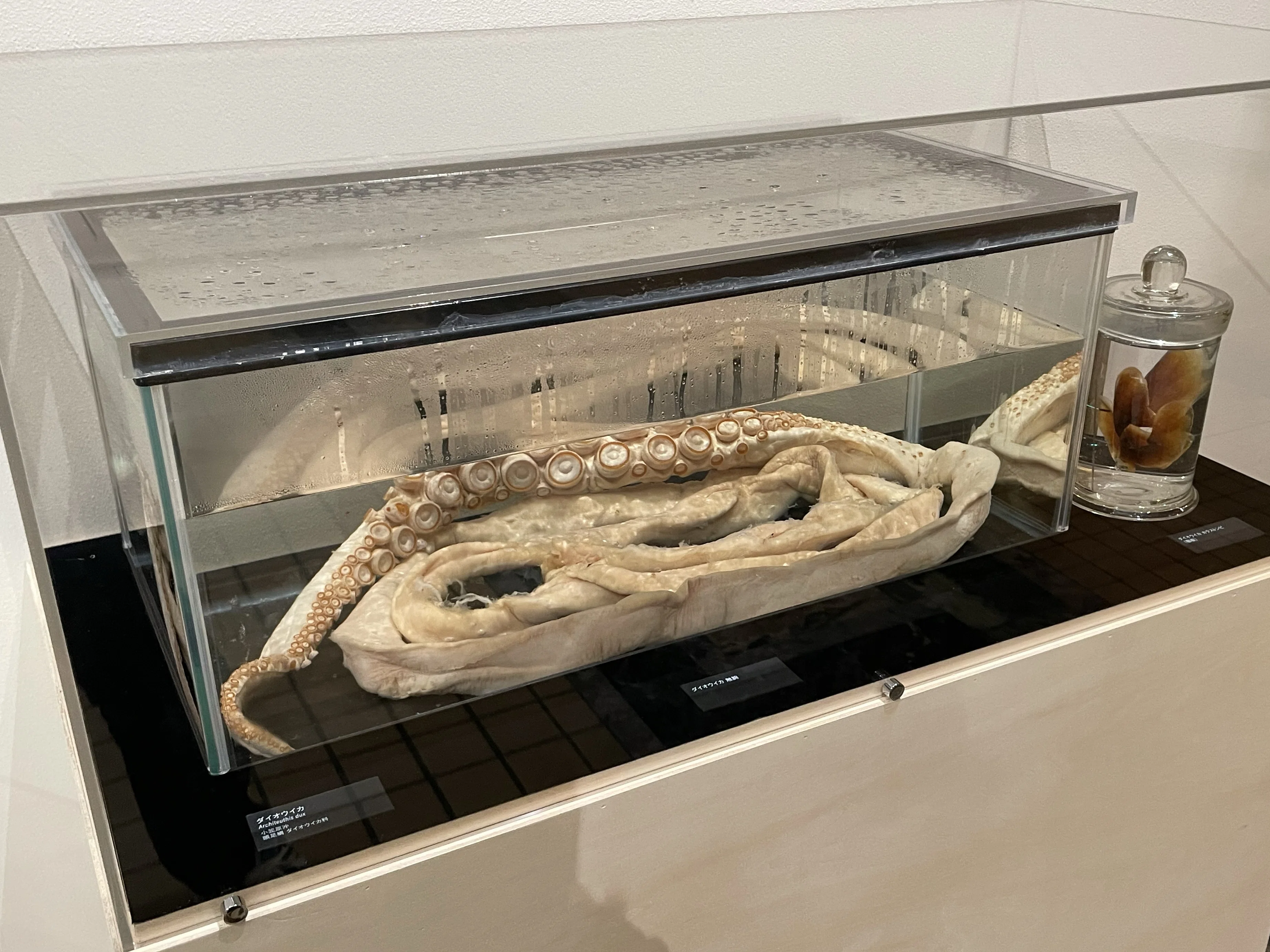 貝に魅せられた人たちによる小さな企画展『貝類展』…上野・国立科学