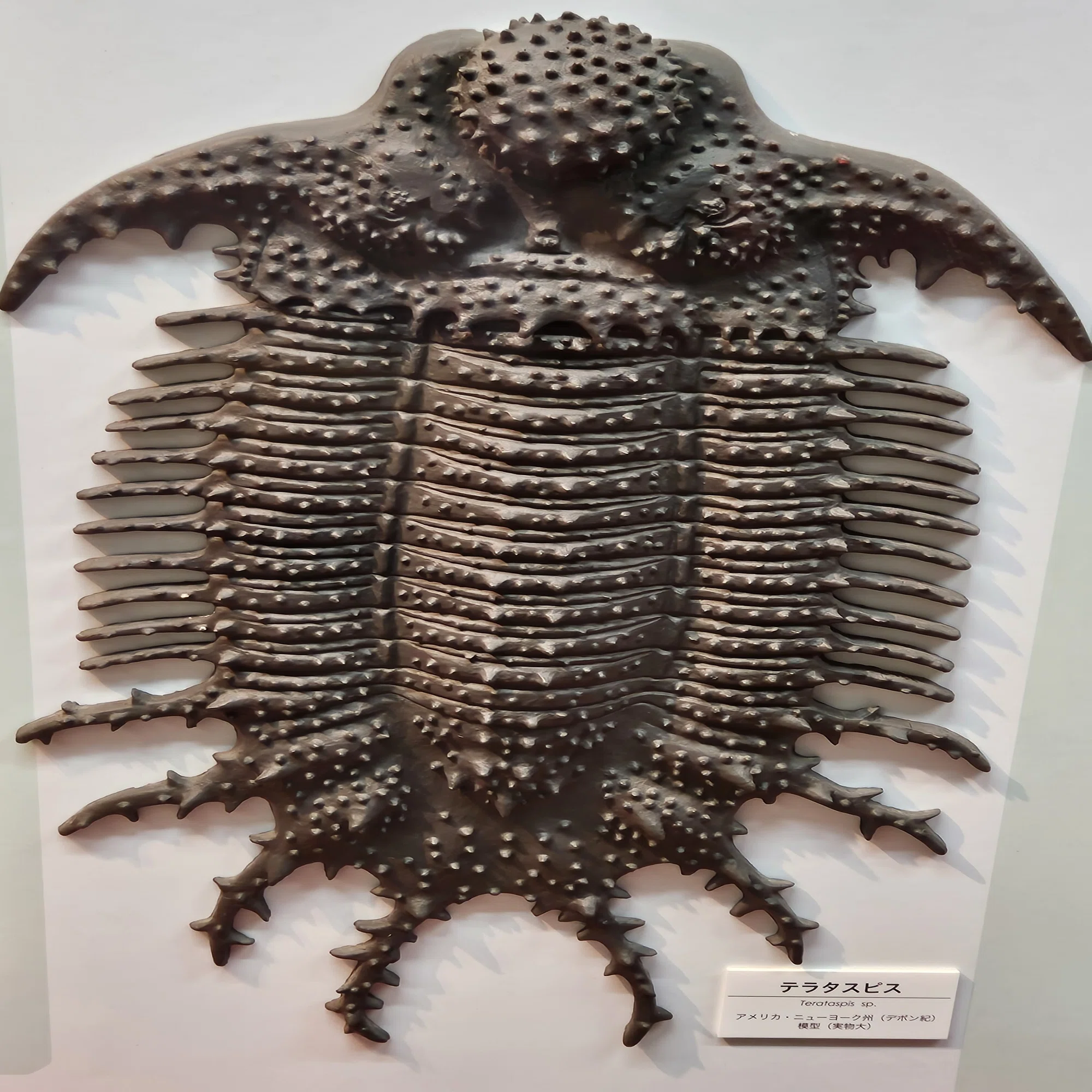 The Lost Universe 古代の巨大海洋節足動物③巨大三葉虫｜美原さつき