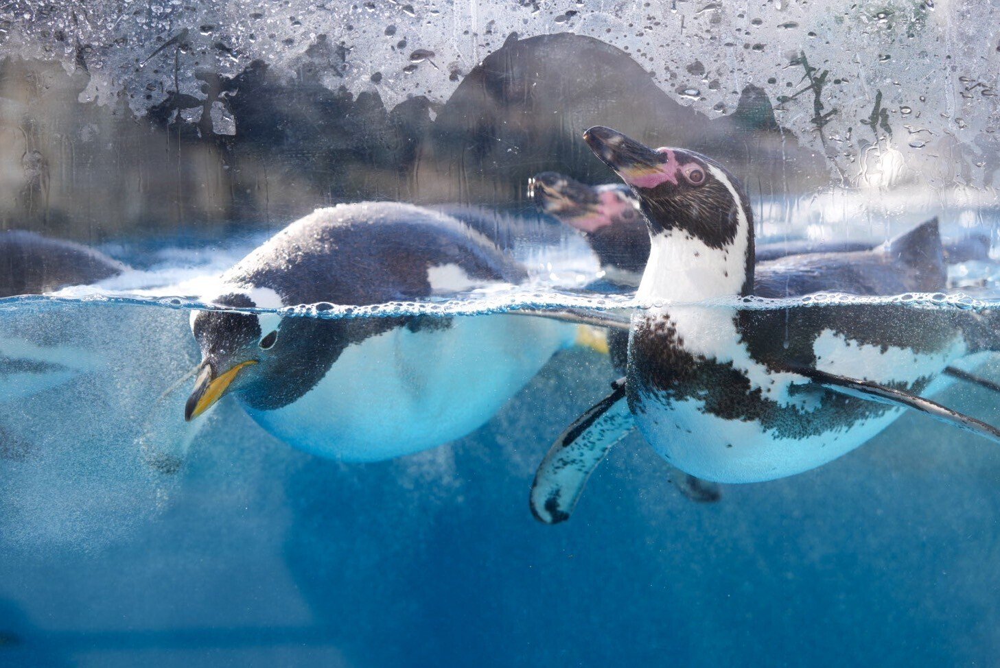 ペンギンパレード【仙台うみの杜水族館】｜haru
