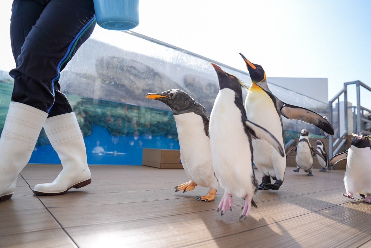 ペンギンパレード【仙台うみの杜水族館】｜haru