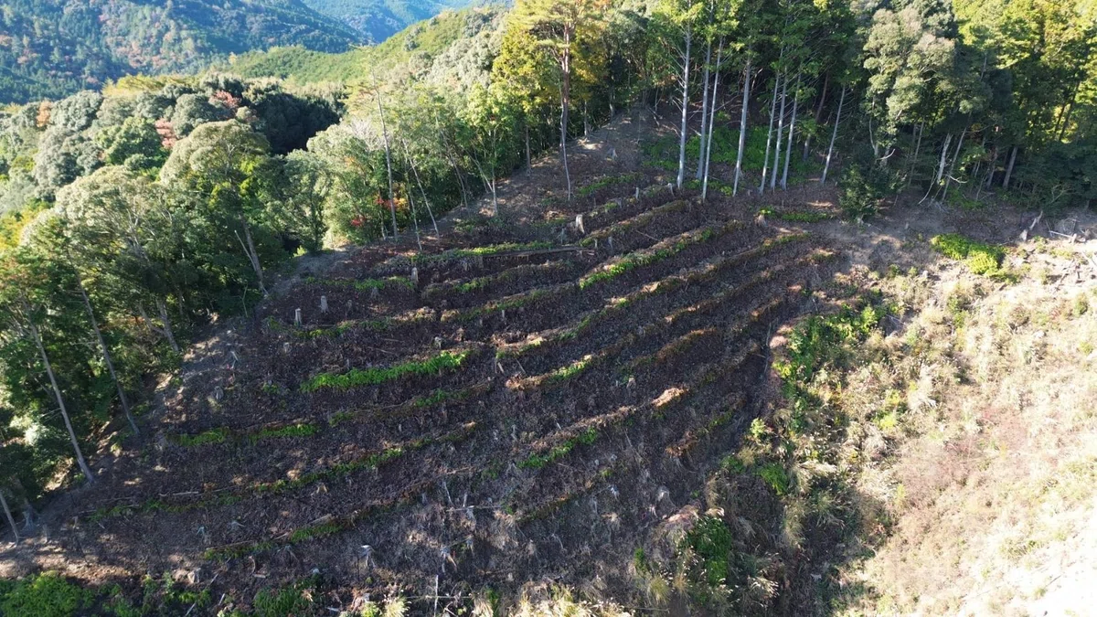 2025年 植林会レポート|自分で育てた苗木を、自分の手で植林する。全国の皆さんと植林してきました!|MODRINAE | 木と生を共有する。
