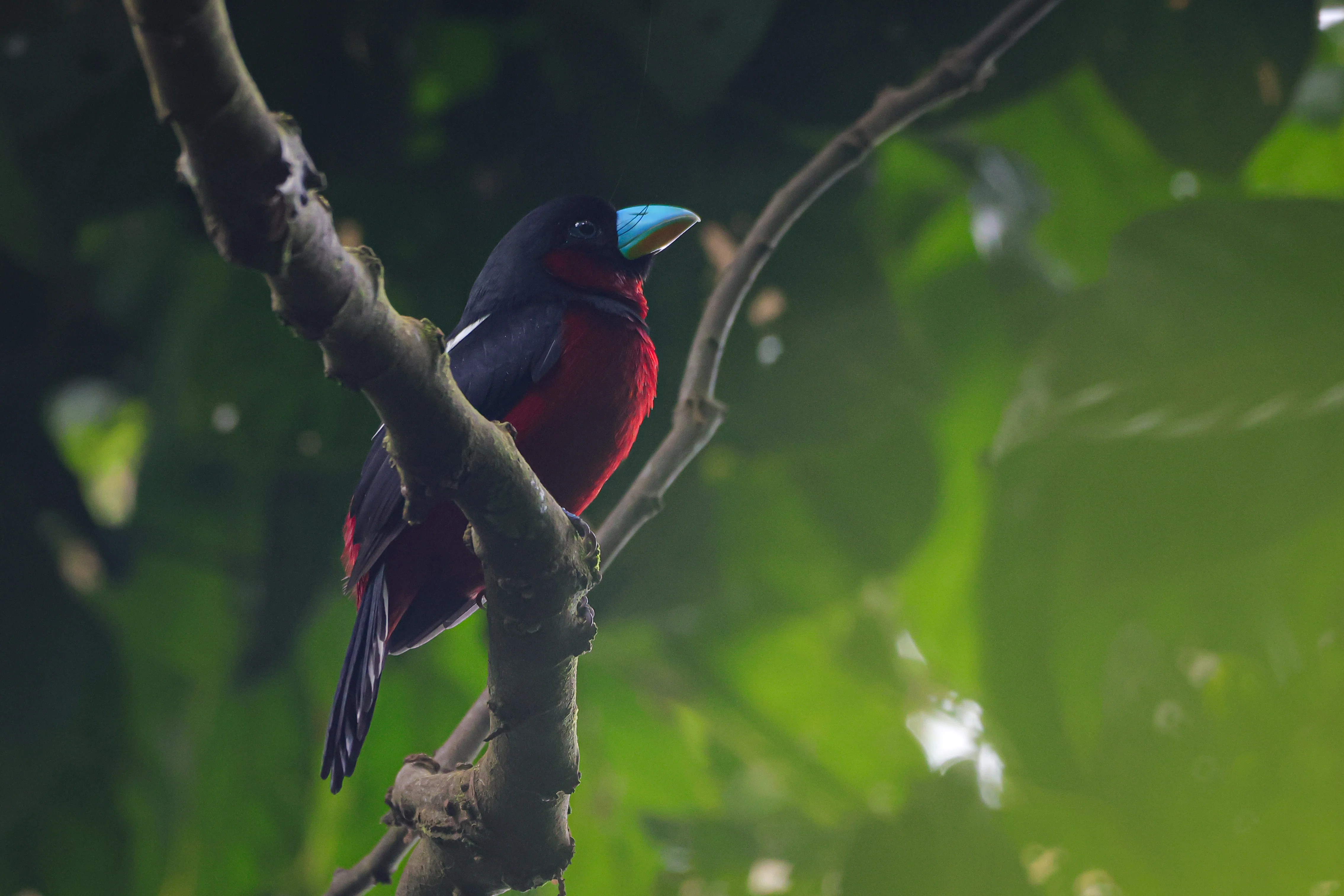 2024.08.29 半島マレーシア探鳥 Malaysia birding ④Taman Negara 2日