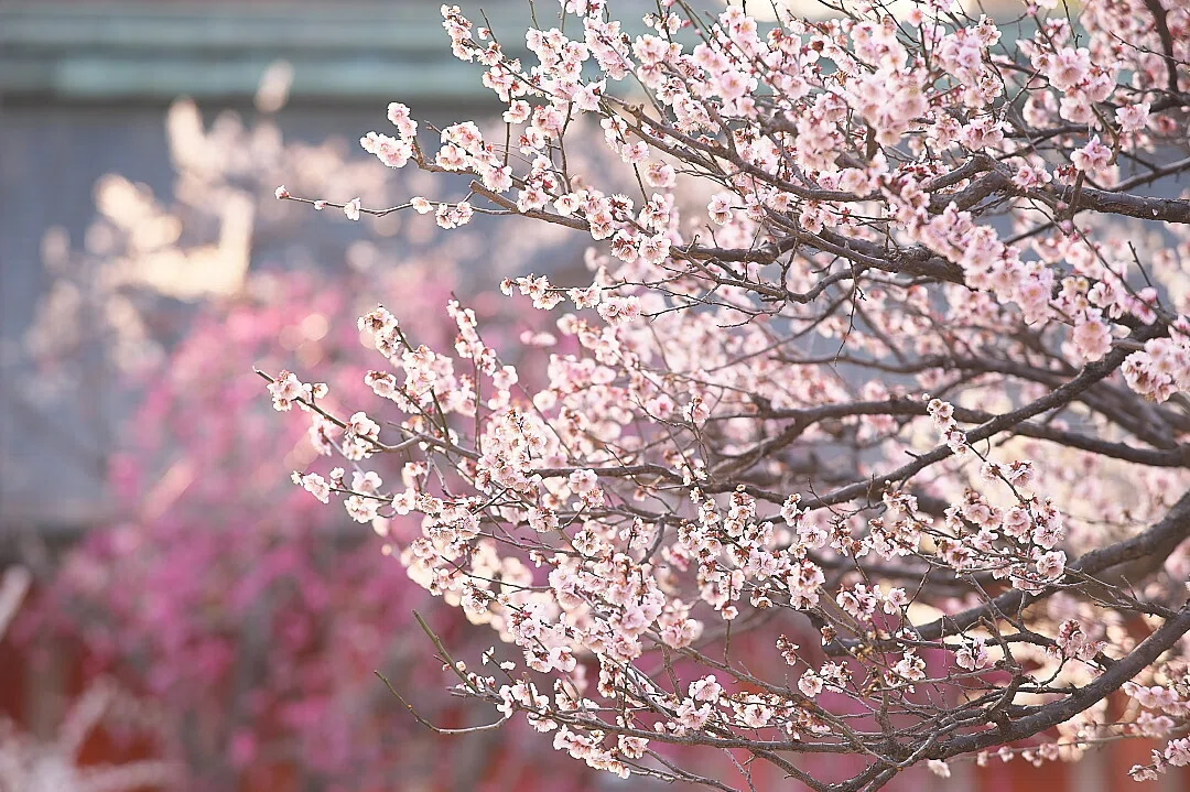 京都に梅の季節到来|北野天満宮|夏と放し飼い