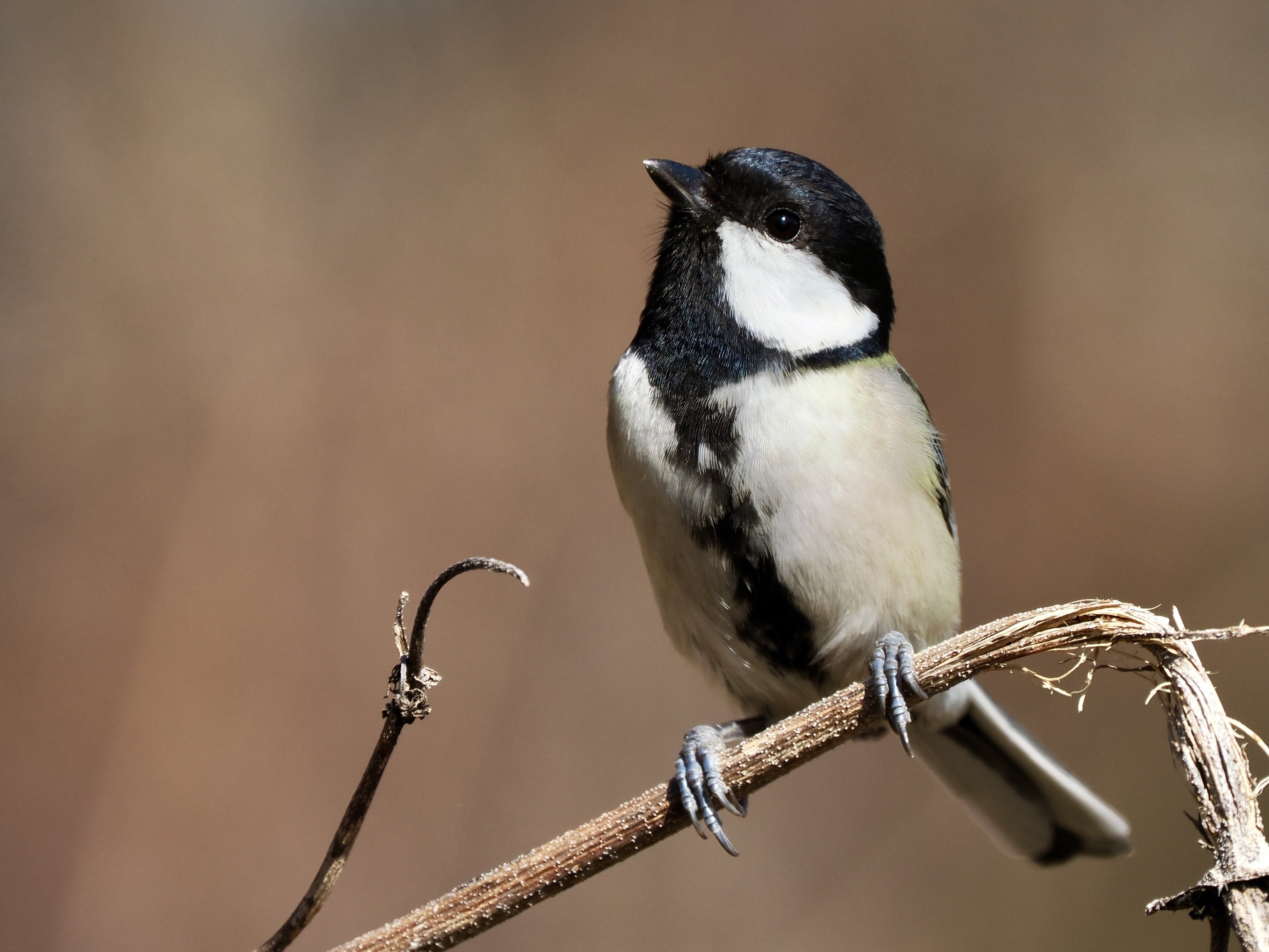 強風で苦戦の野鳥撮影…。シジュウカラが慰めてくれました（OM SYSTEM
