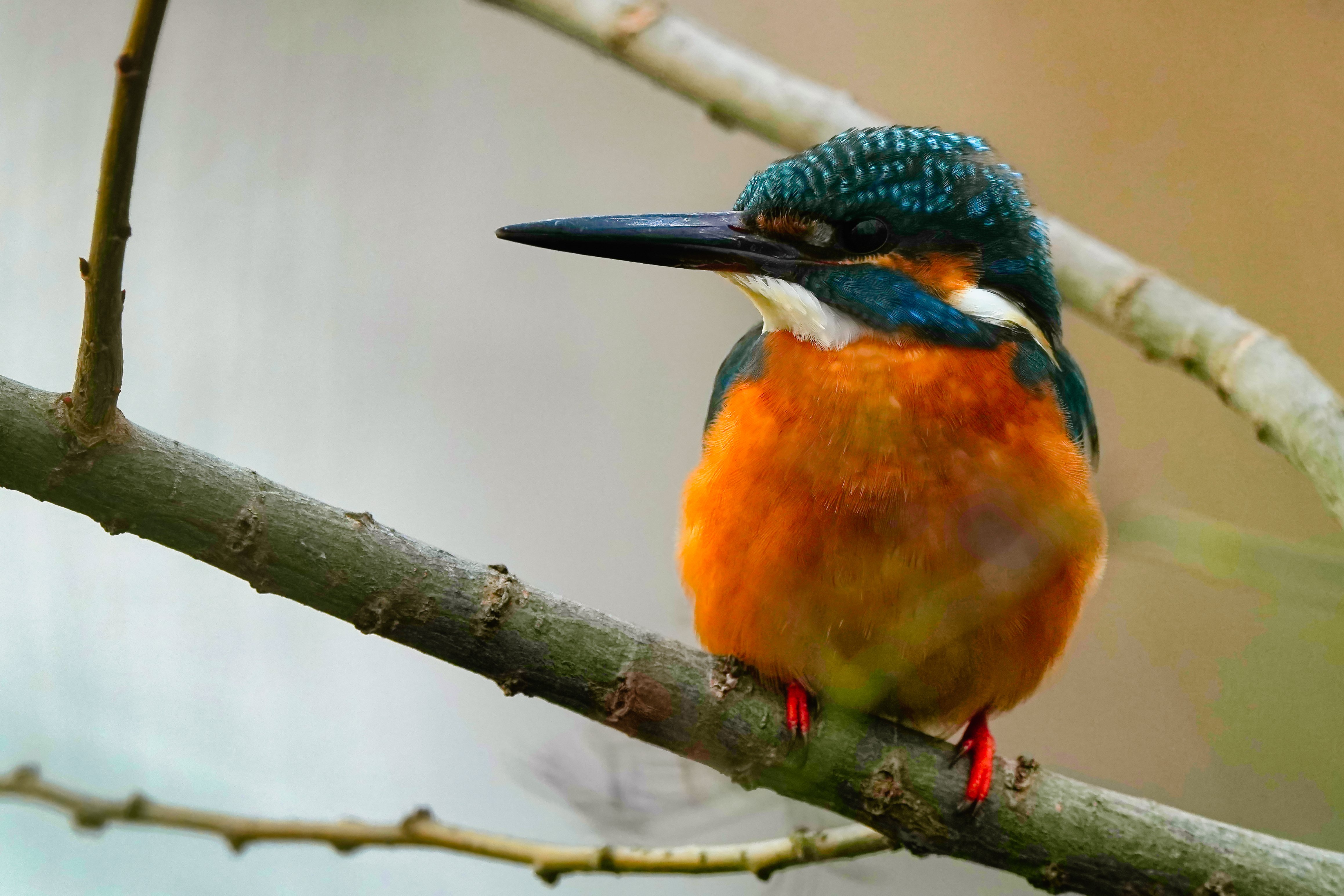 曇り空でノイズだらけのカワセミ君しか撮れなくても野鳥撮影は