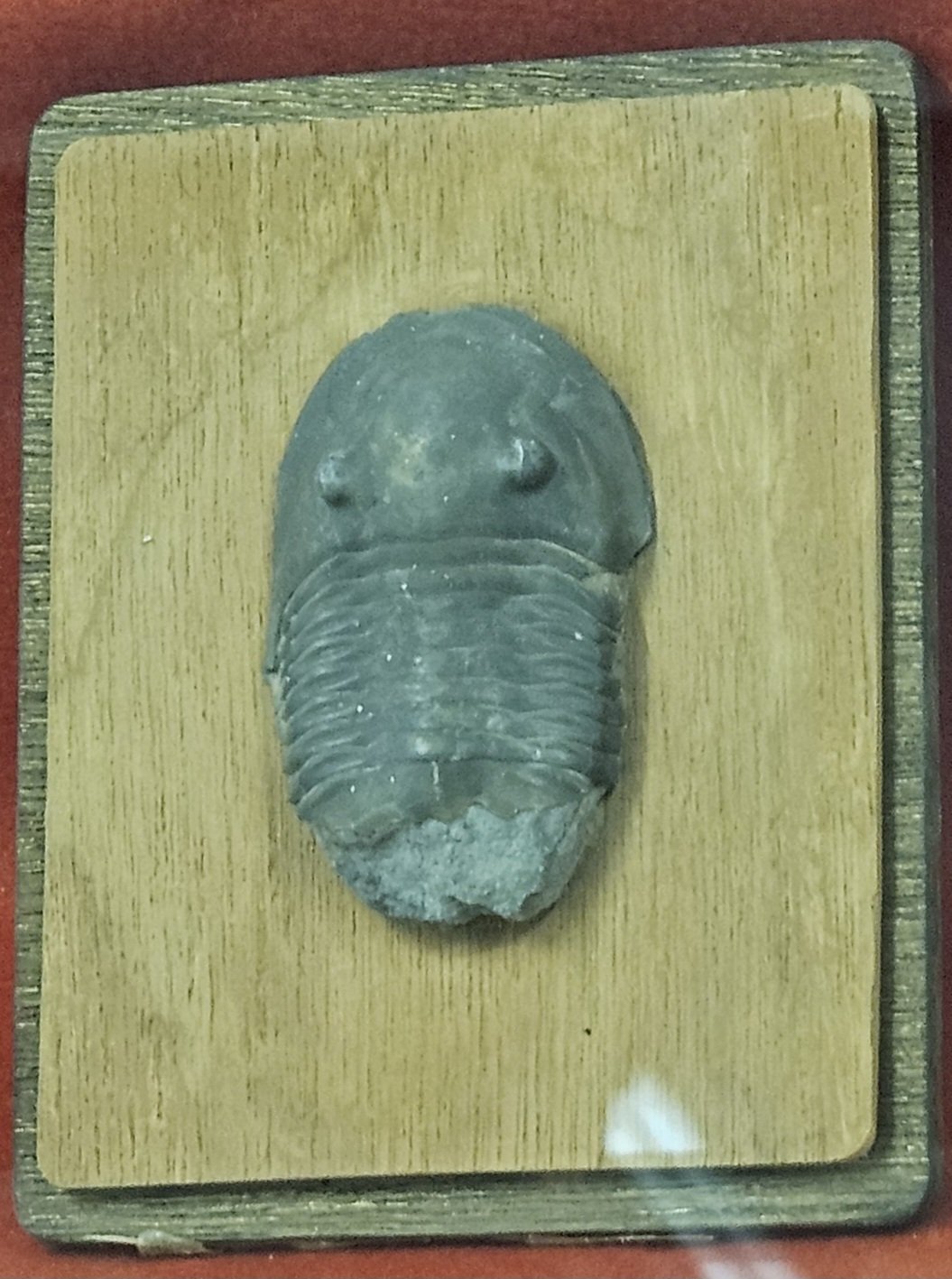 The Lost Universe 古代の巨大海洋節足動物③巨大三葉虫｜美原さつき