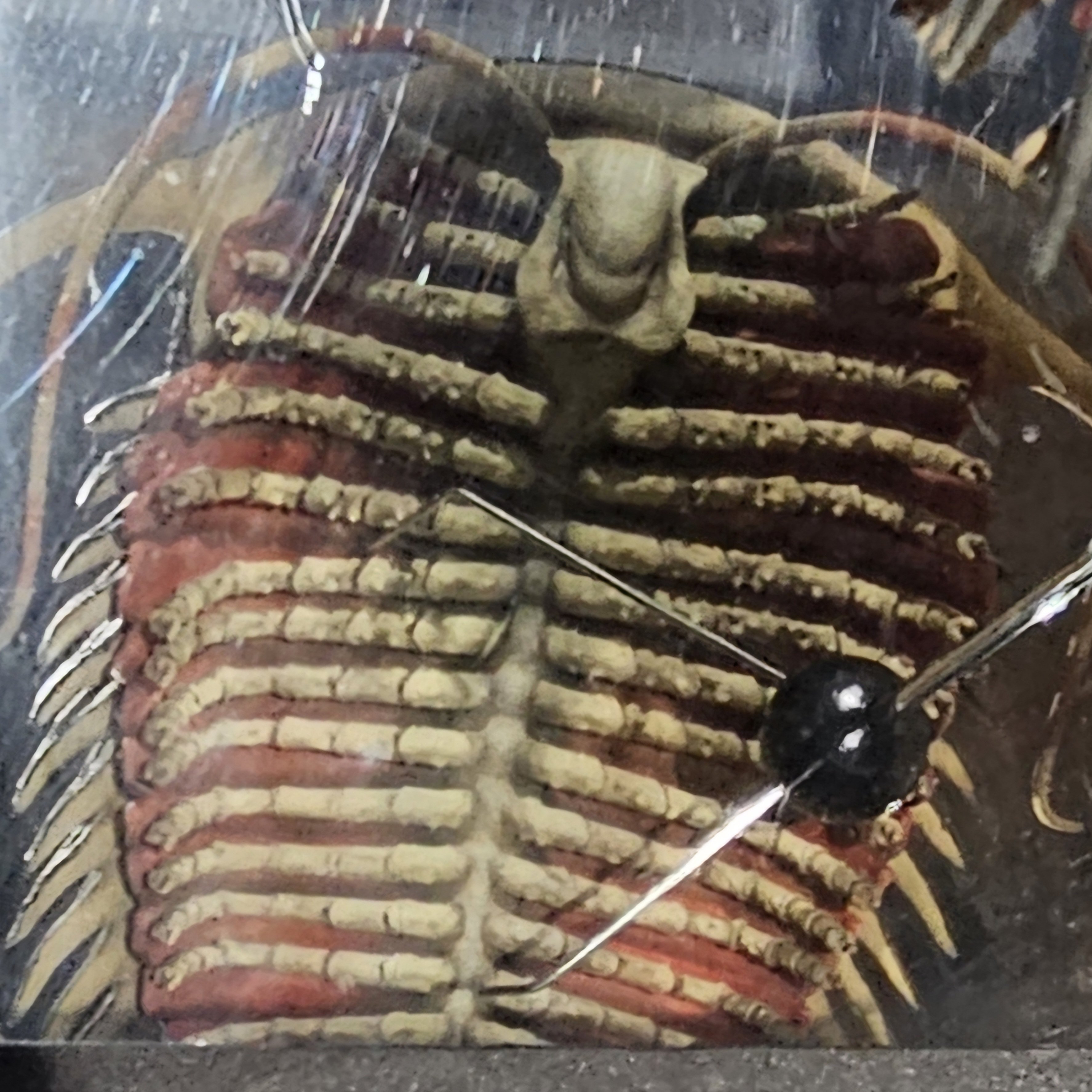 The Lost Universe 古代の巨大海洋節足動物③巨大三葉虫｜美原さつき