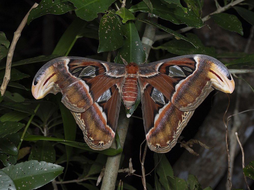 ヨナグニサン蛾標本☆タイ産☆ 224mm 大型迫力美麗標本。 凄く大きい