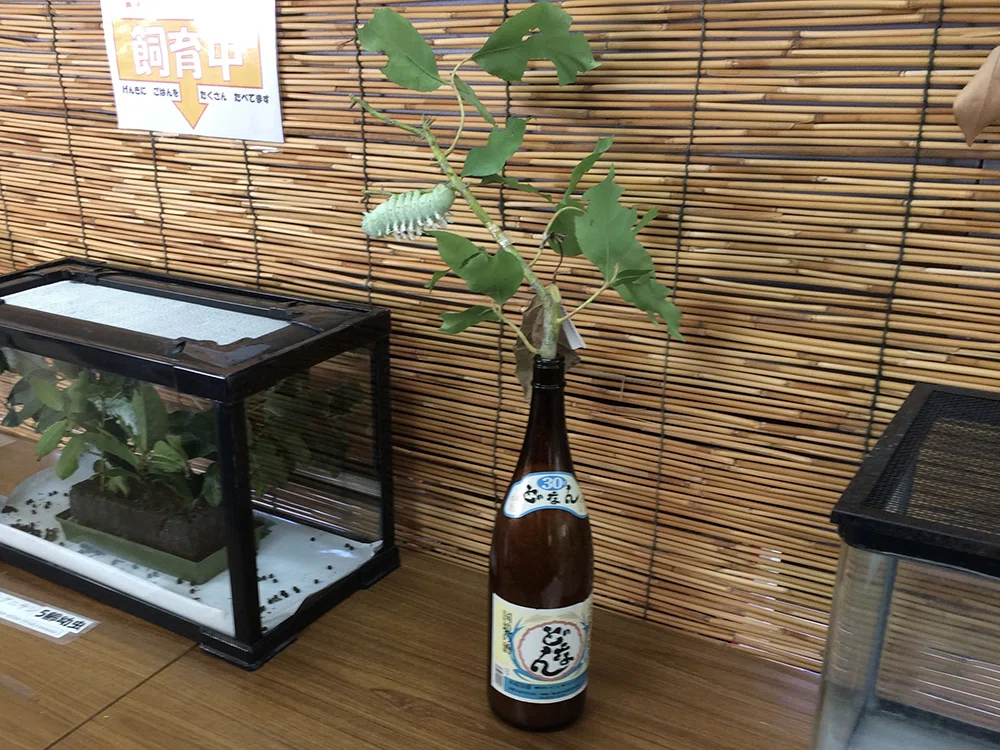 日本最大の蛾 ヨナグニサンを探した話｜竜洋昆虫自然観察公園
