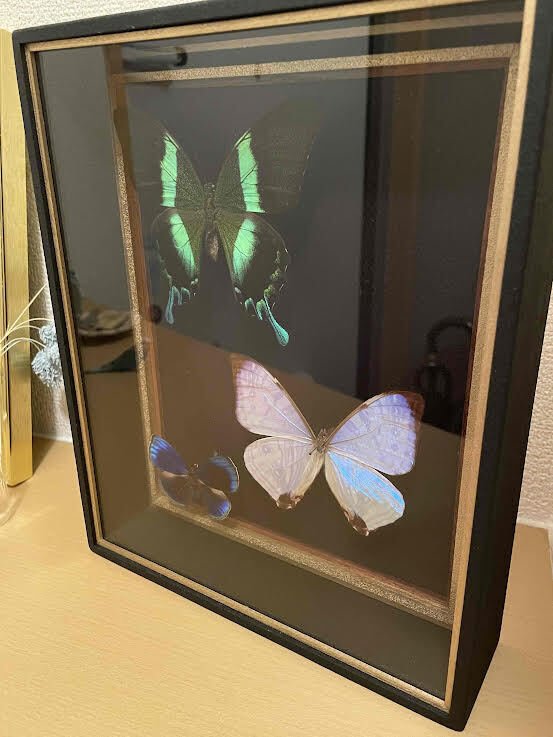 Butterflies総目次 | ページ 5 | 日本蝶類学会