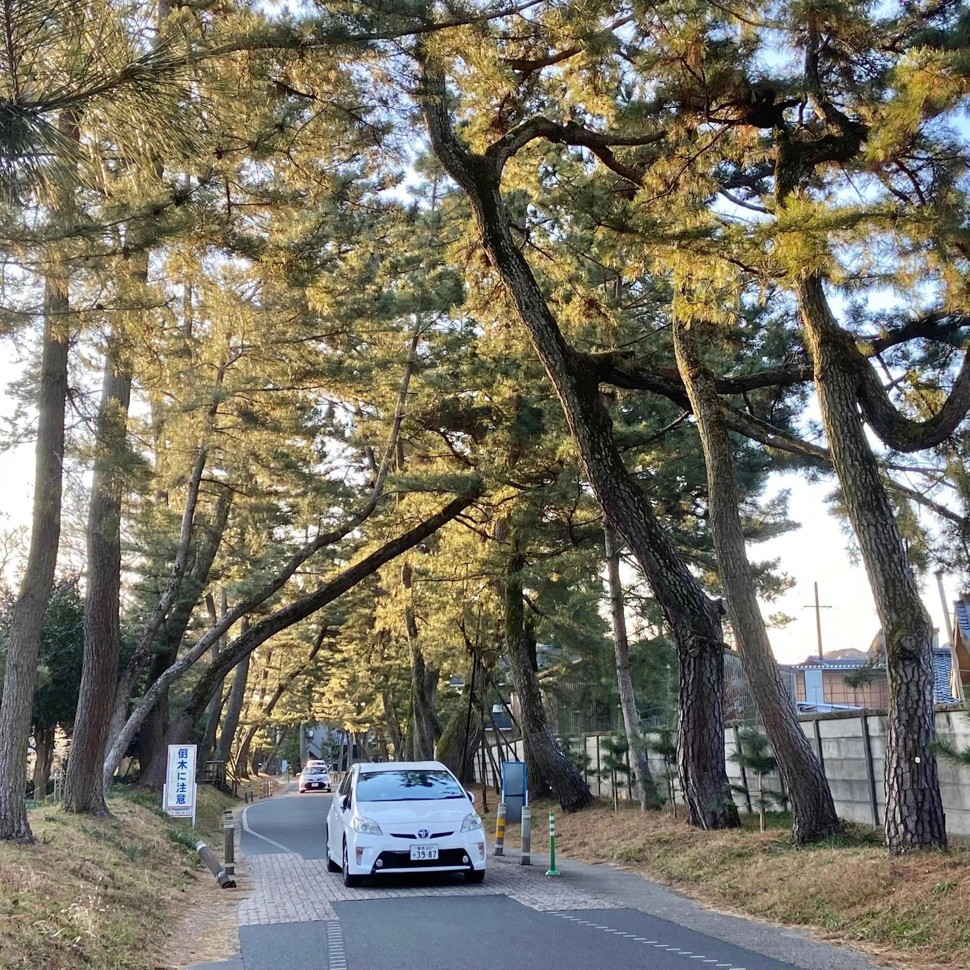 黒松 7月末迄。松 2.5m 樹齢50年以上 黒松 7月末迄。松 2.5m 樹齢50年以上