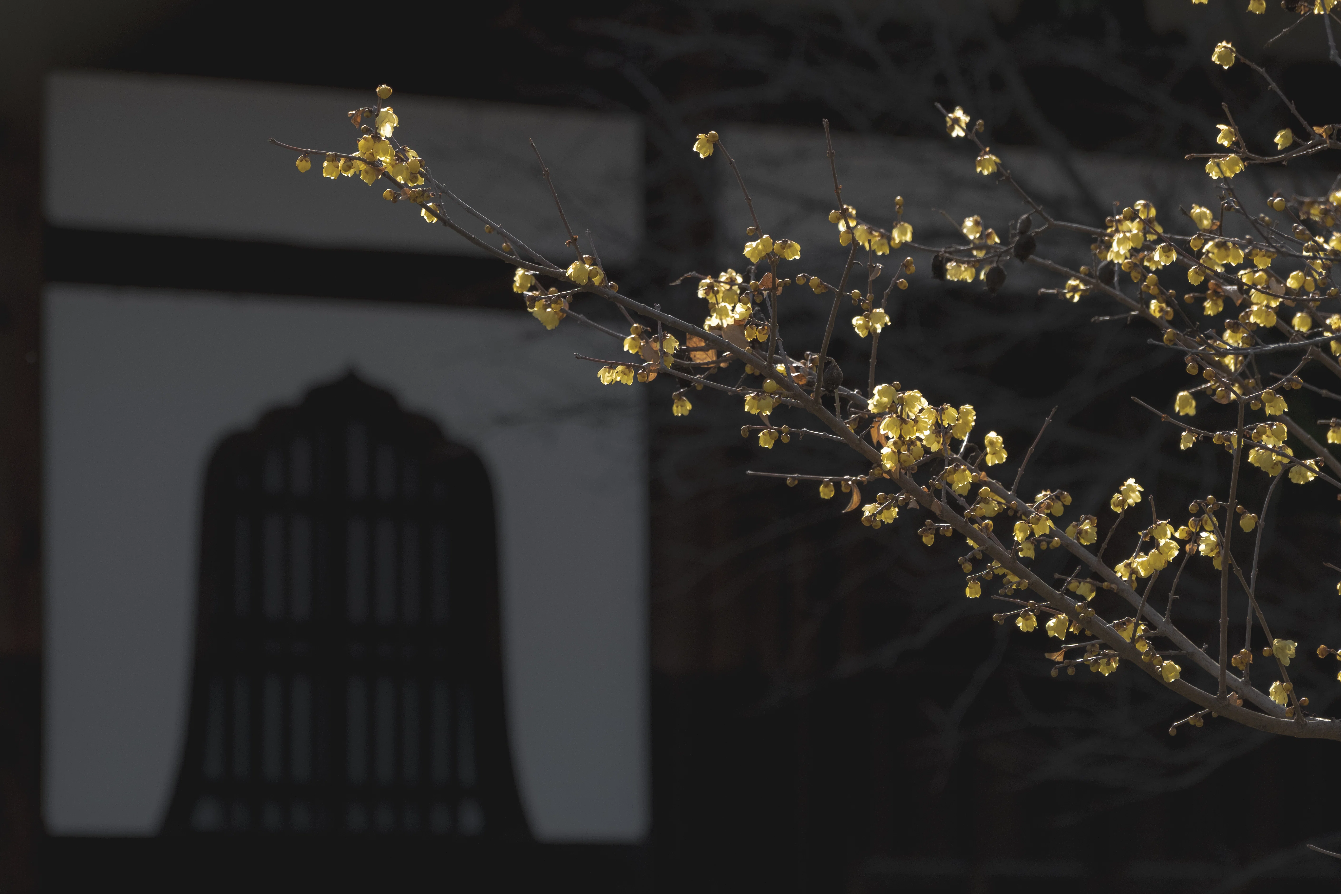 百万遍知恩寺：素心蝋梅/黒松｜日本花卉文化株式会社