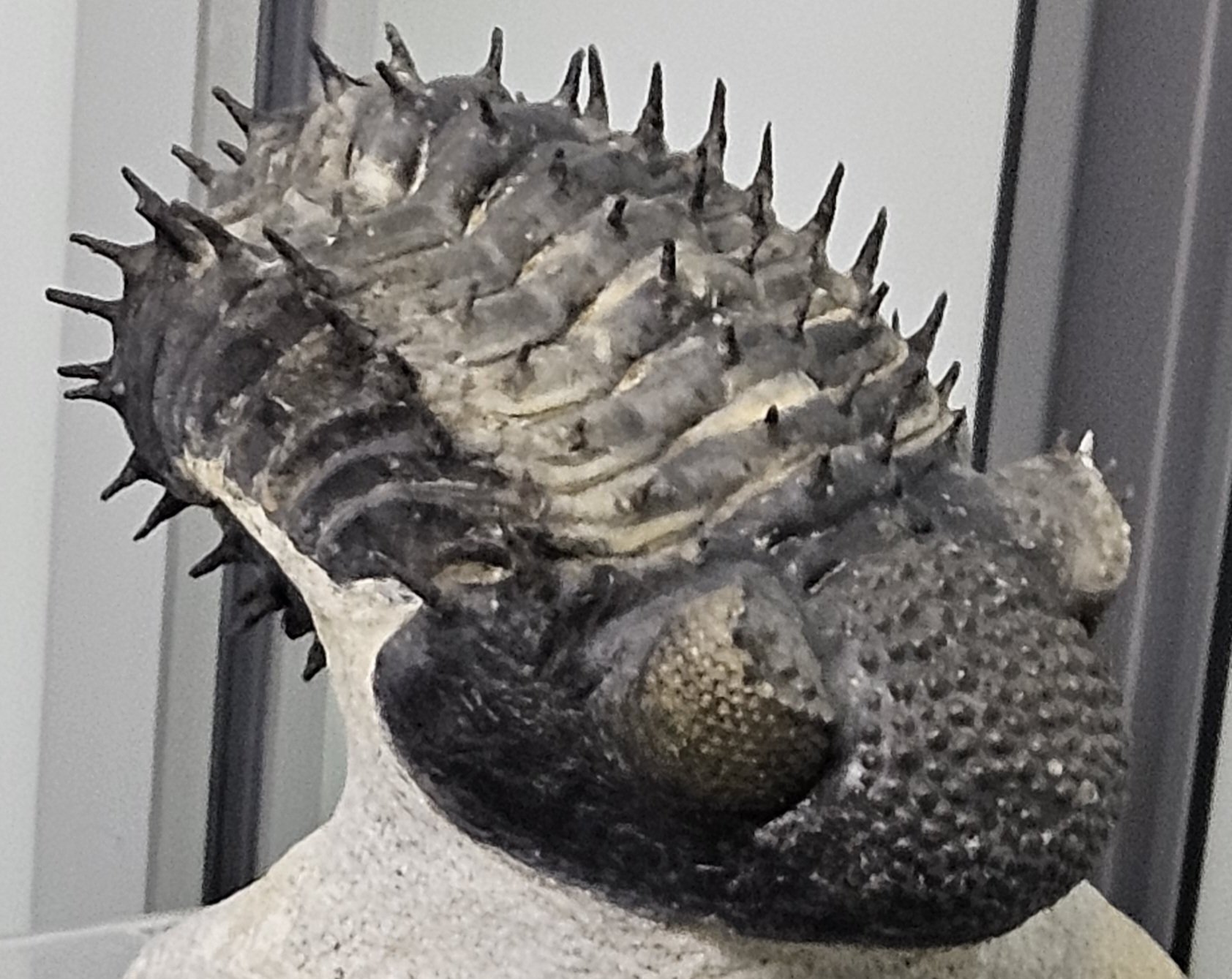 The Lost Universe 古代の巨大海洋節足動物③巨大三葉虫｜美原さつき