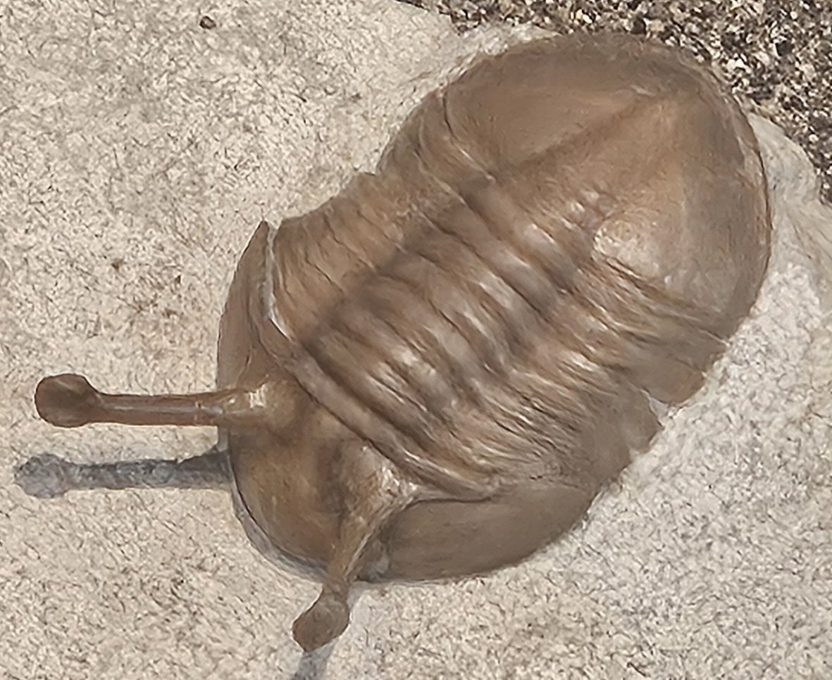 三葉虫 [TB70] イソテルス 防御態勢 Isotelus_20141124.jpg