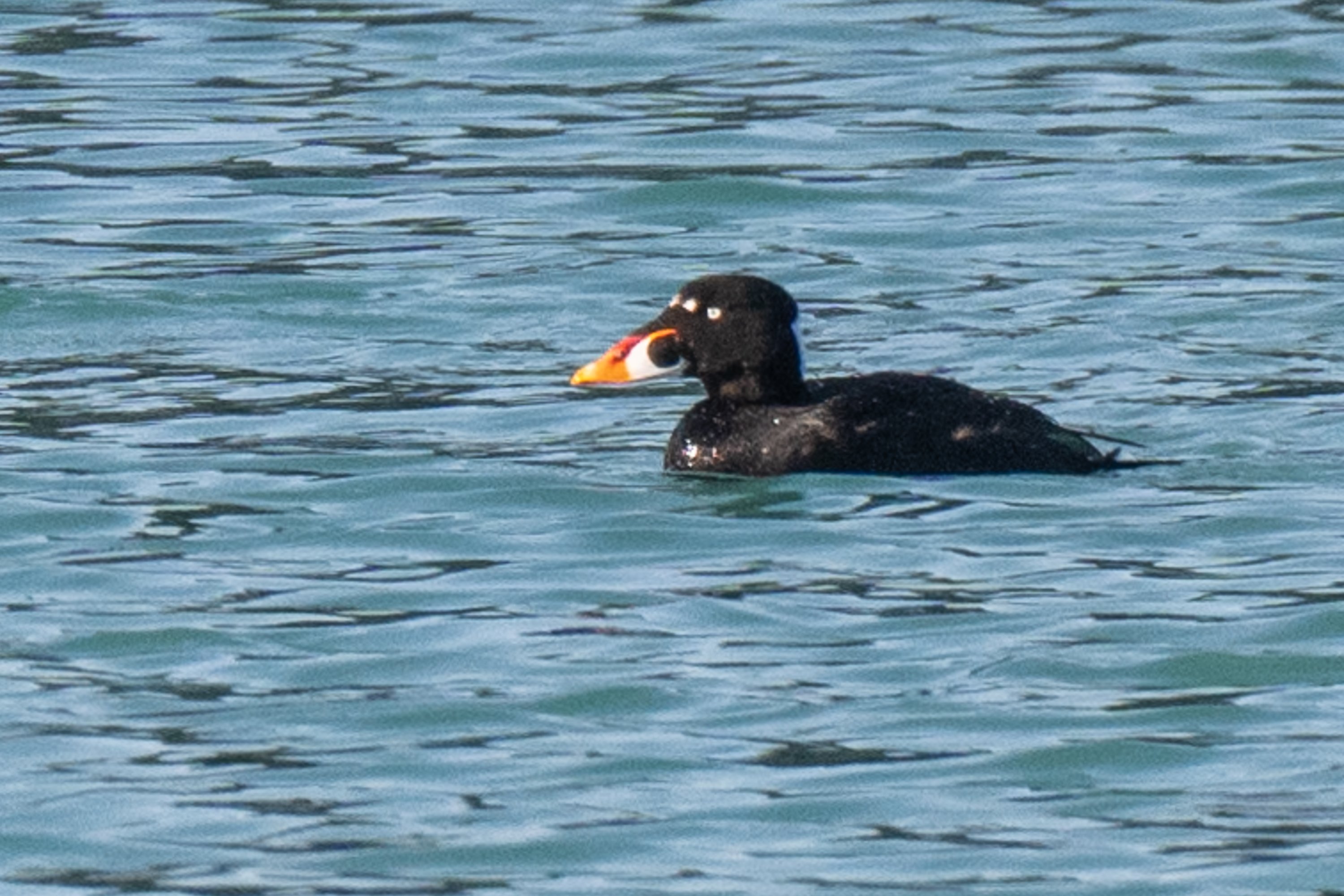 シカゴでバードウォッチング！】 White-winged Scoter ビロード