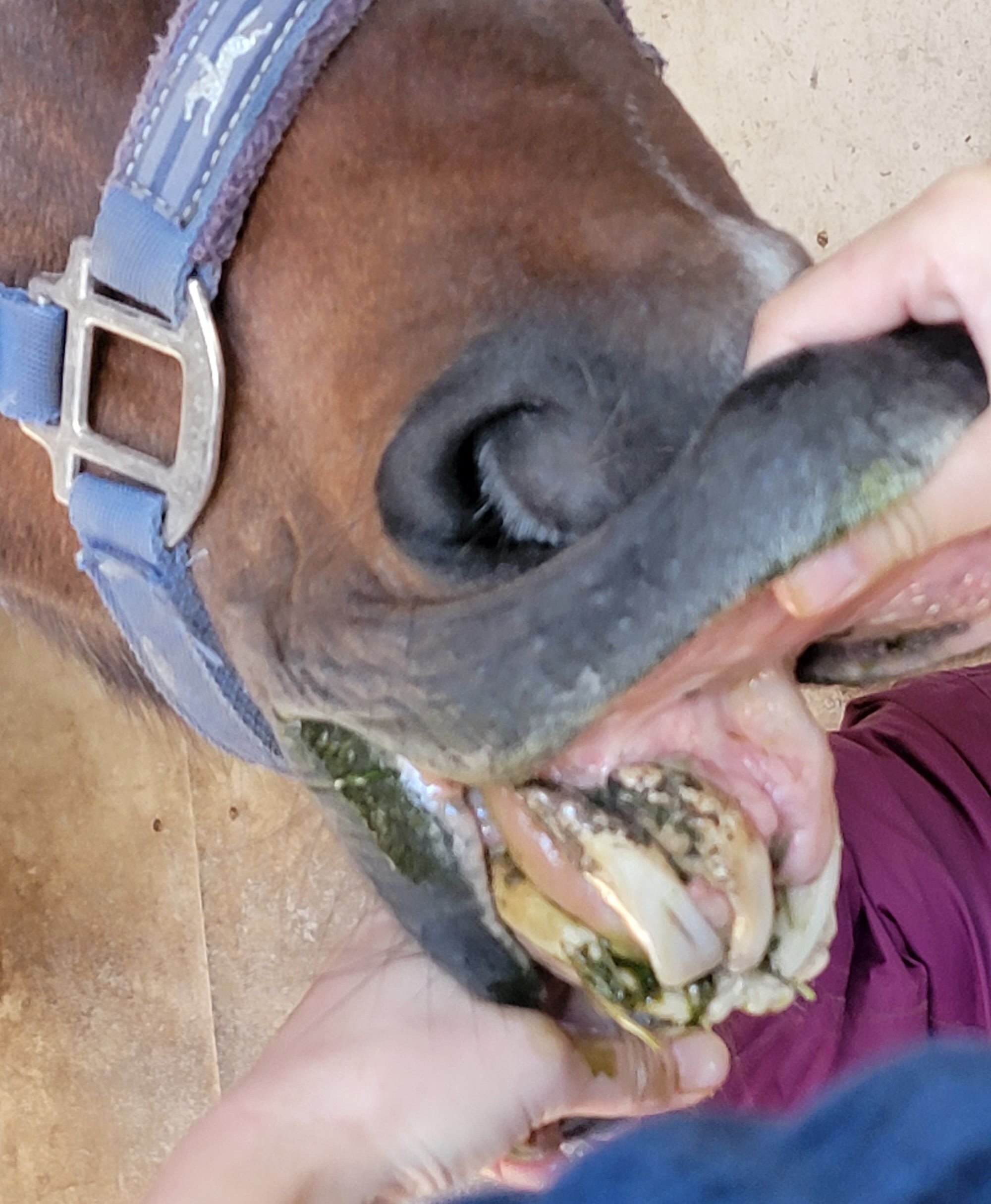 馬の瞳を見つめて(増補版) 10｜渡辺はるみ