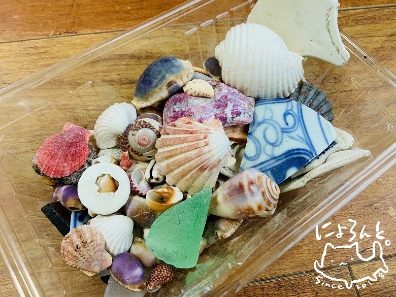 キンチャクガイ、イタヤガイ、ナデシコほか綺麗な貝殻がいっぱい！房総