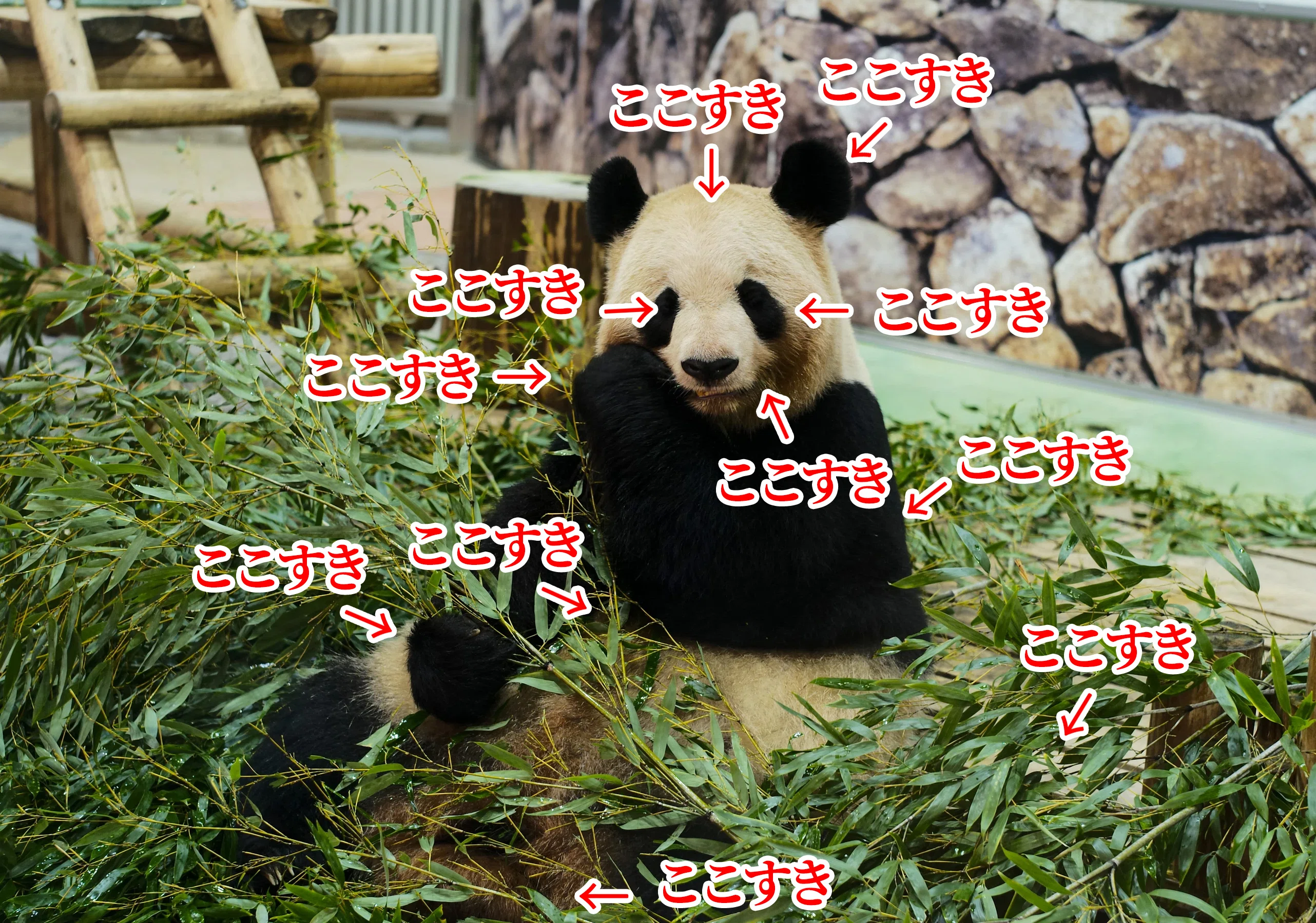 沼の底からこんにちは。「もうずっとパンダ」の人生！｜しむら おとの