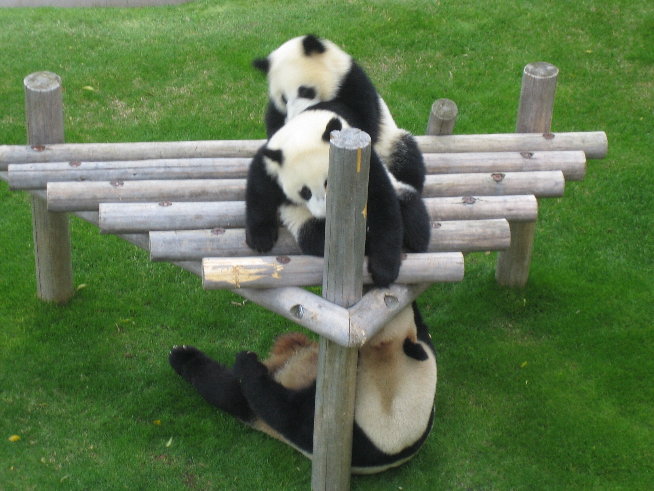 沼の底からこんにちは。「もうずっとパンダ」の人生！｜しむら おとの