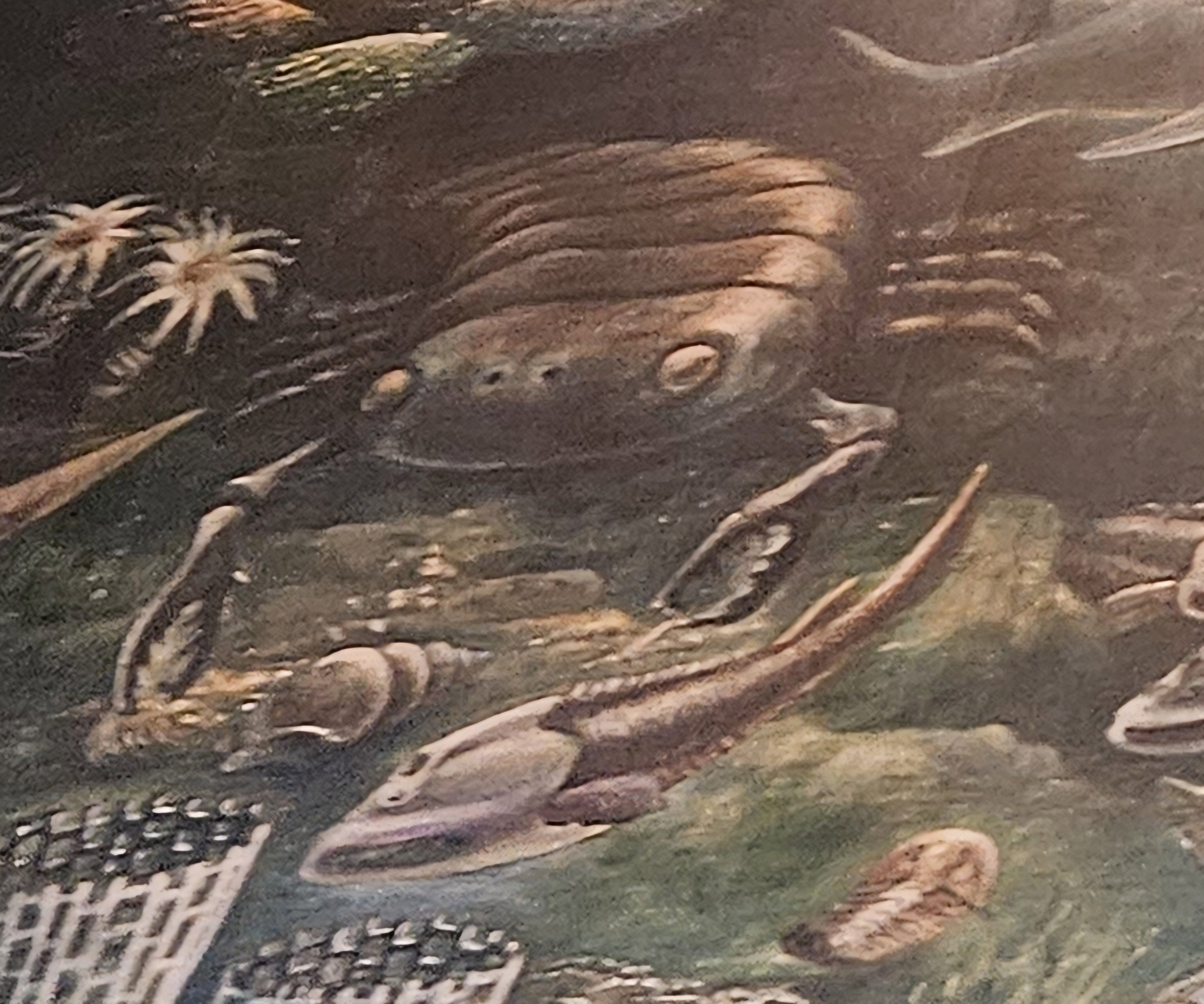 三葉虫 [TB70] イソテルス 防御態勢 Amazon | 三葉虫化石エルドレドゲオプス[PH46]防御態勢防御姿勢