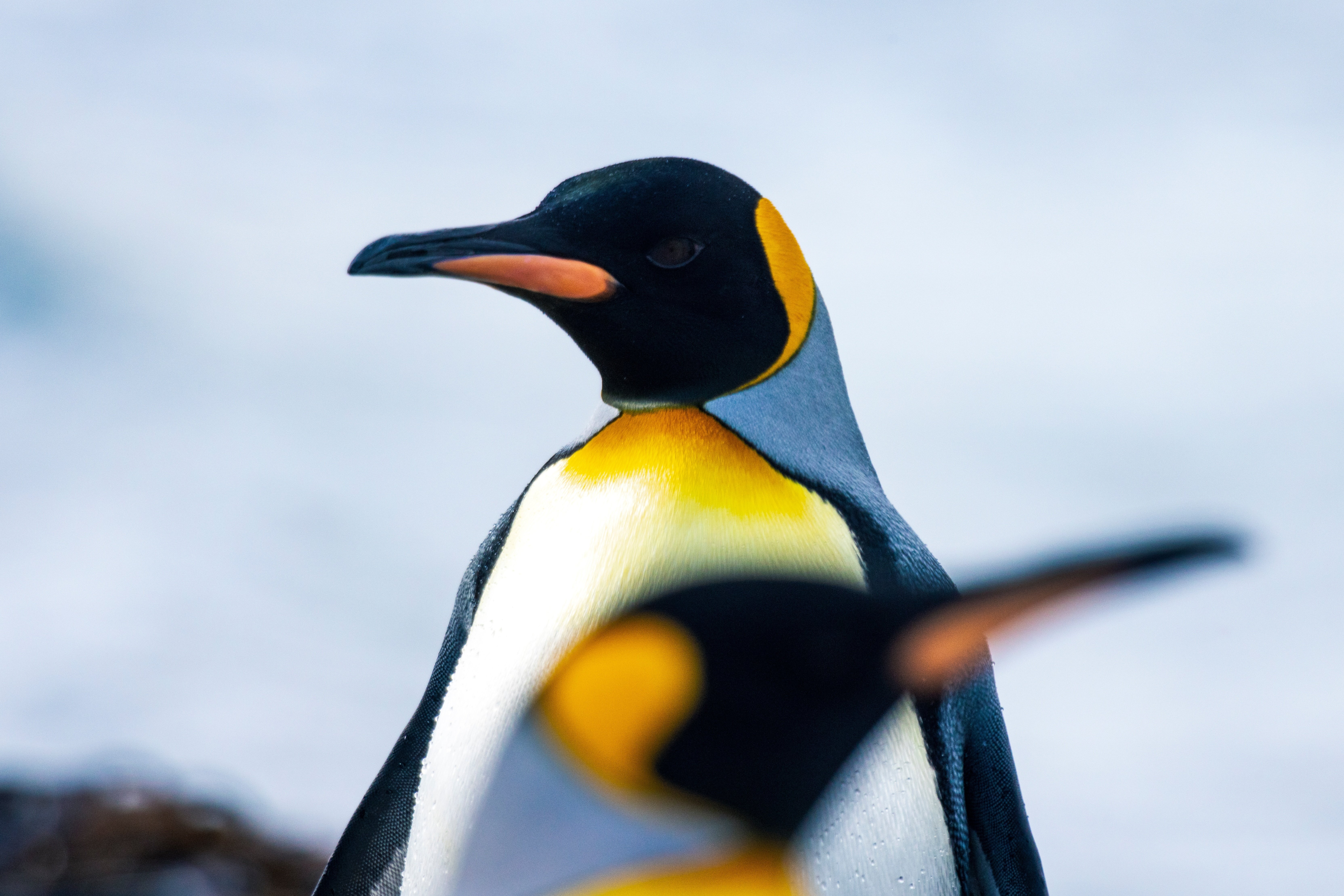 第17回】極寒の地に広がる楽園｜南極（後編）｜光文社新書