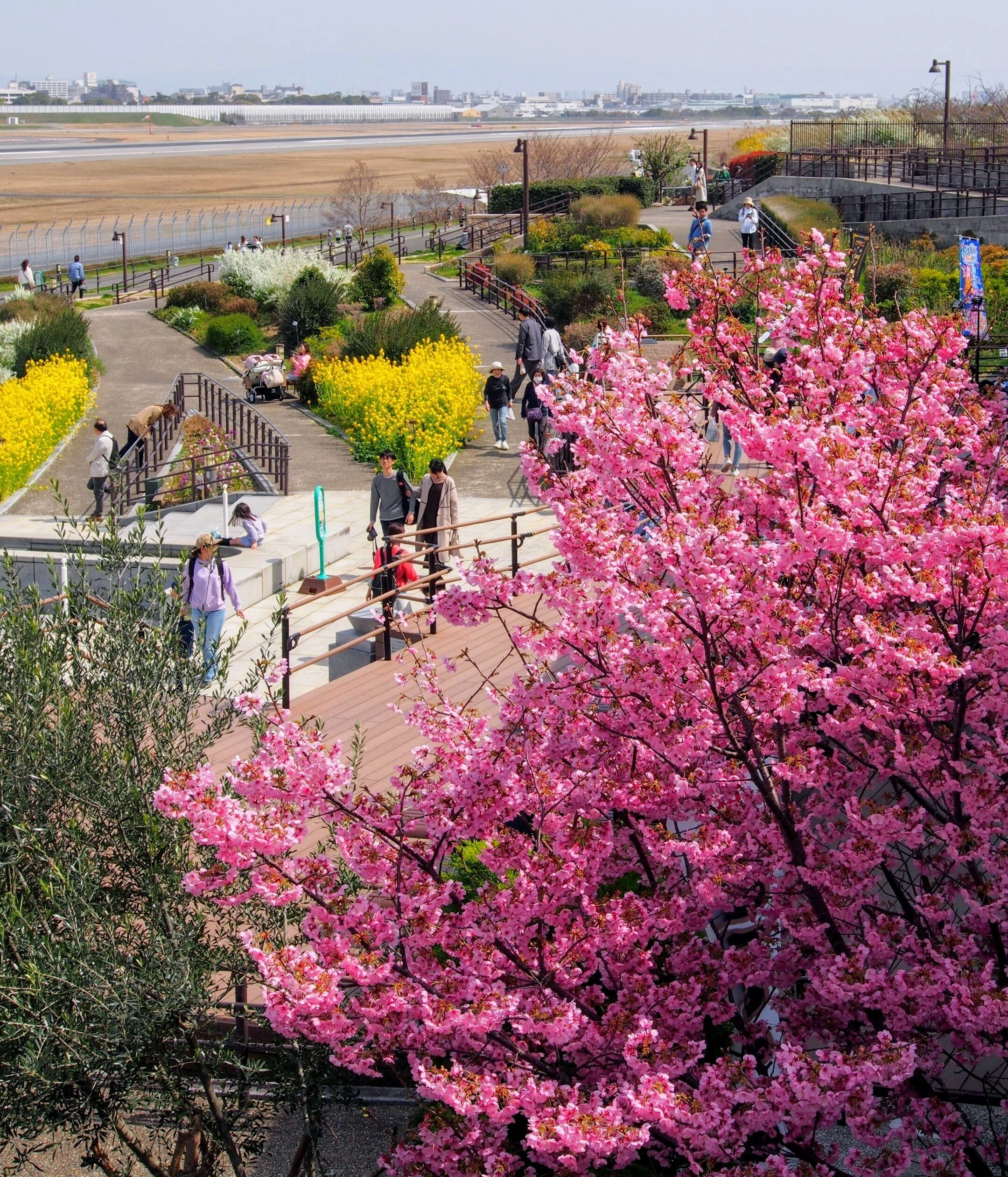 伊丹スカイパーク2024年3月30日【陽光桜, 菜の花】｜レタス