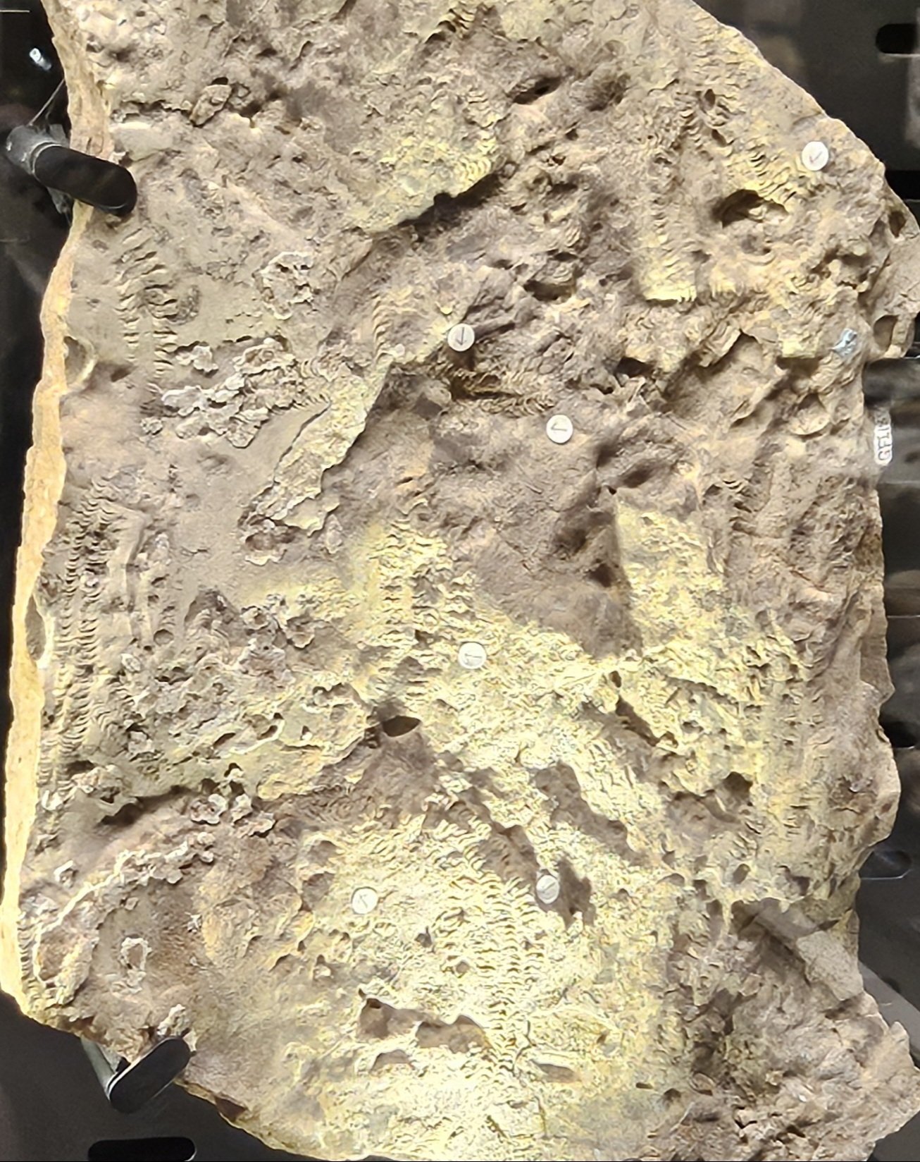 The Lost Universe 古代の巨大海洋節足動物③巨大三葉虫｜美原さつき