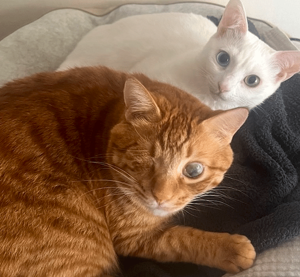 ふみねこ 12/20 23:59まで Mainspring Fumifumi cat