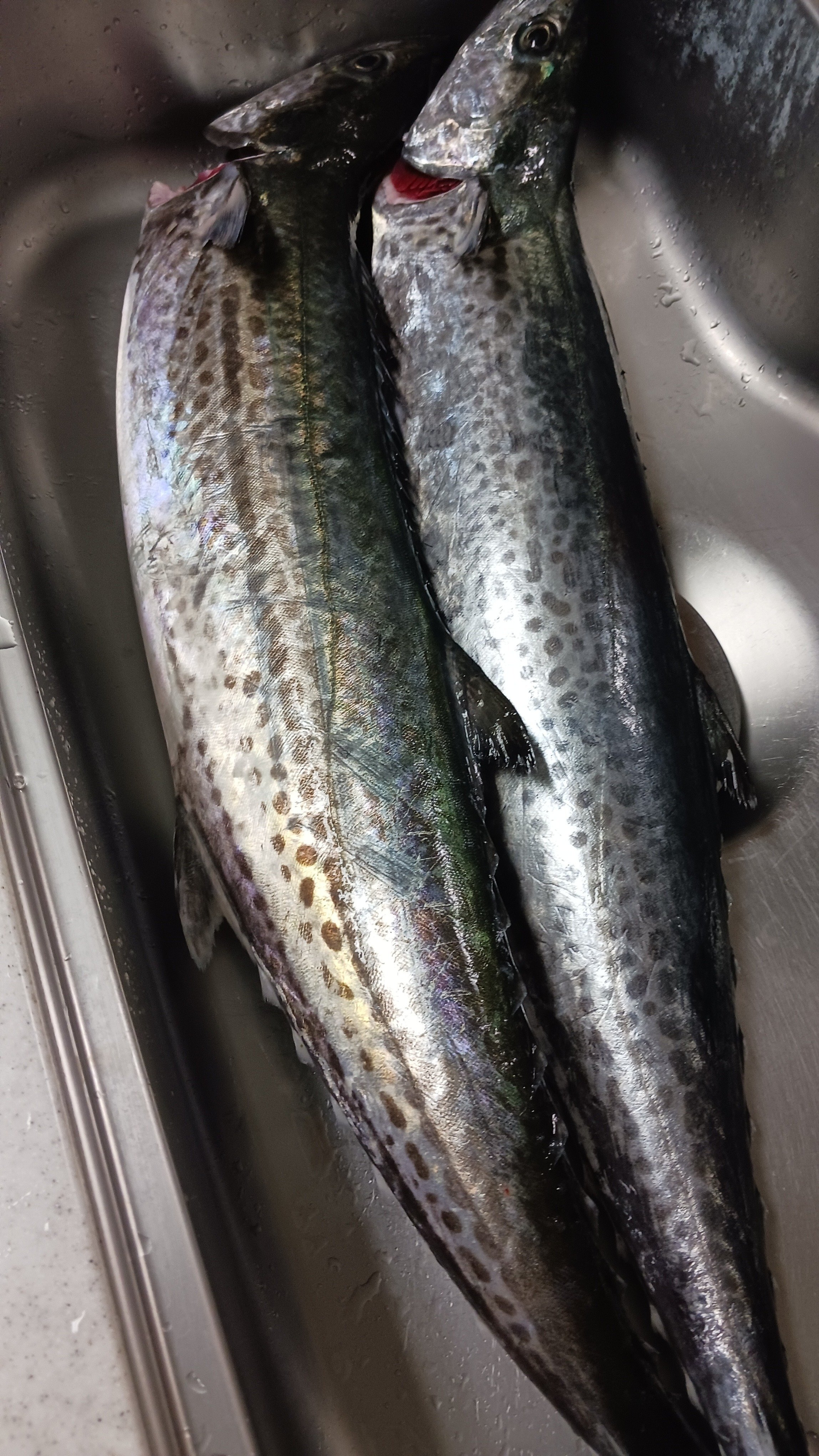 SENKIN SAWARA 810 英盛丸監修 SENKIN SAWARA 810 - SEN:KIN