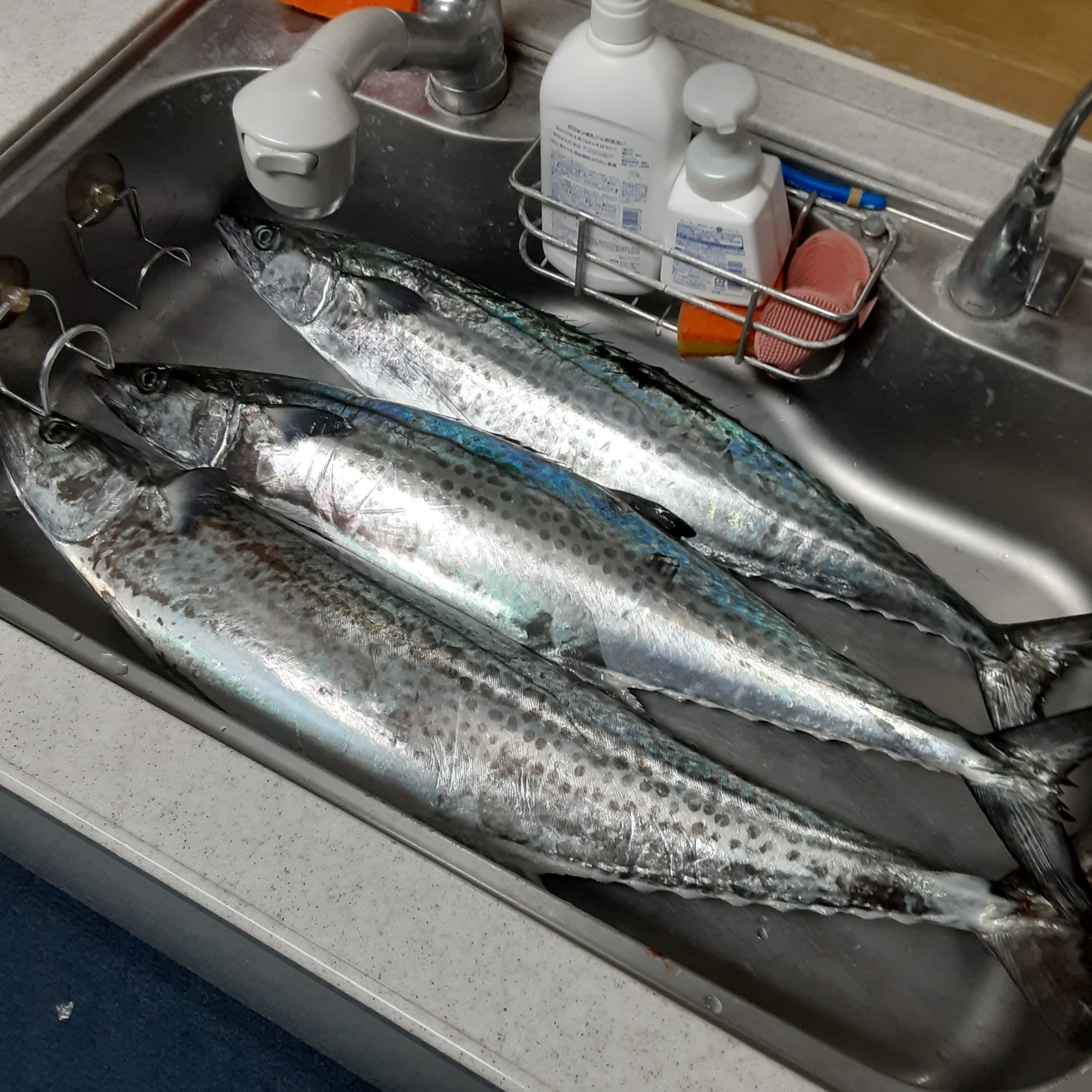 250303相模湾サワラキャスティング英盛丸｜HILLA-HILLA-JIGLLA