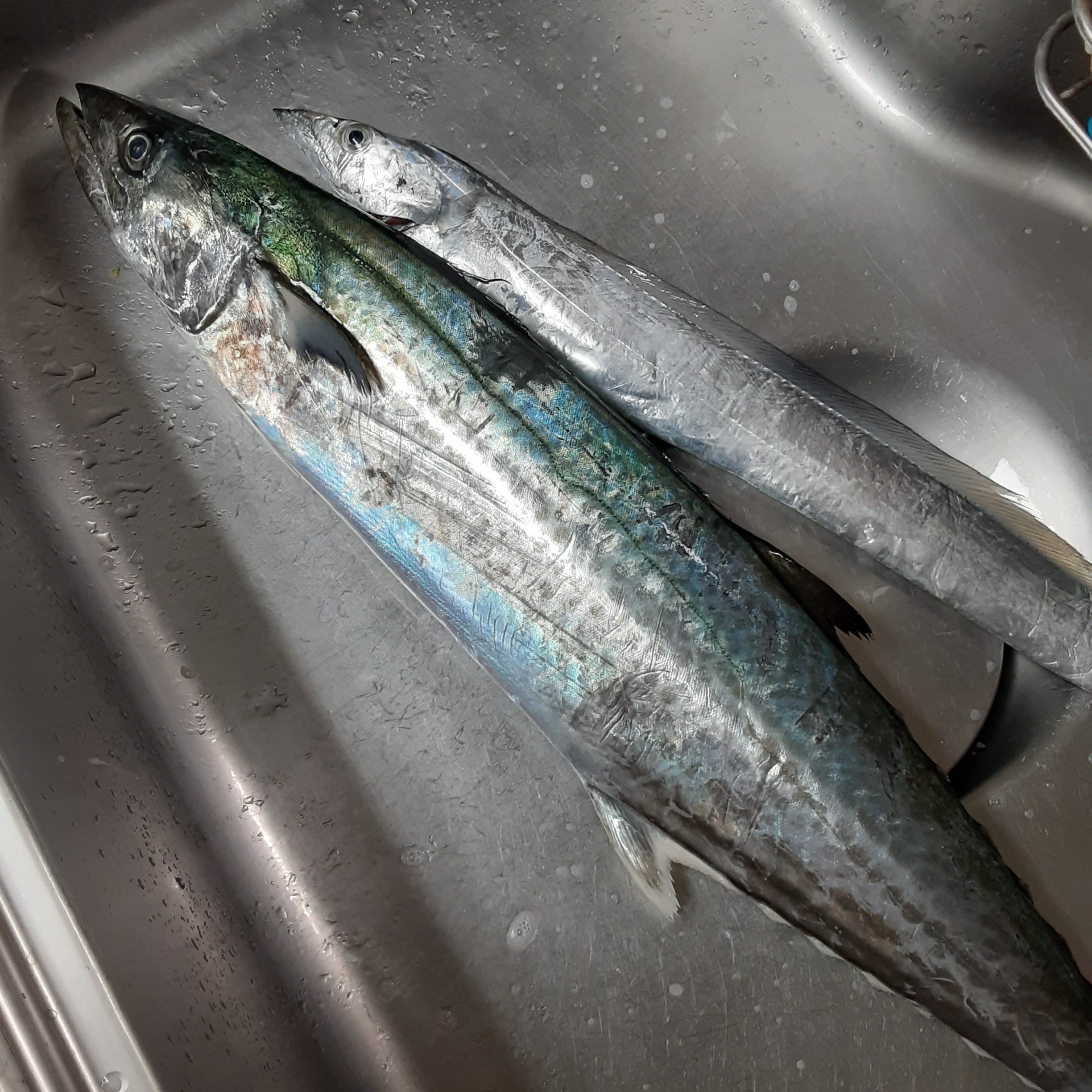 250303相模湾サワラキャスティング英盛丸｜HILLA-HILLA-JIGLLA