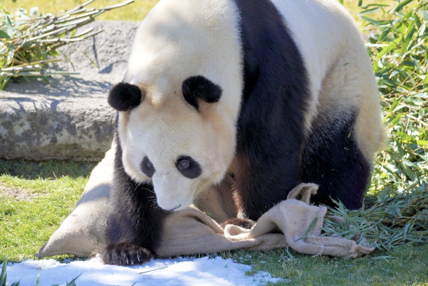 パンダファミリーファン感謝DAY 2nd 参加して来ました｜柚子