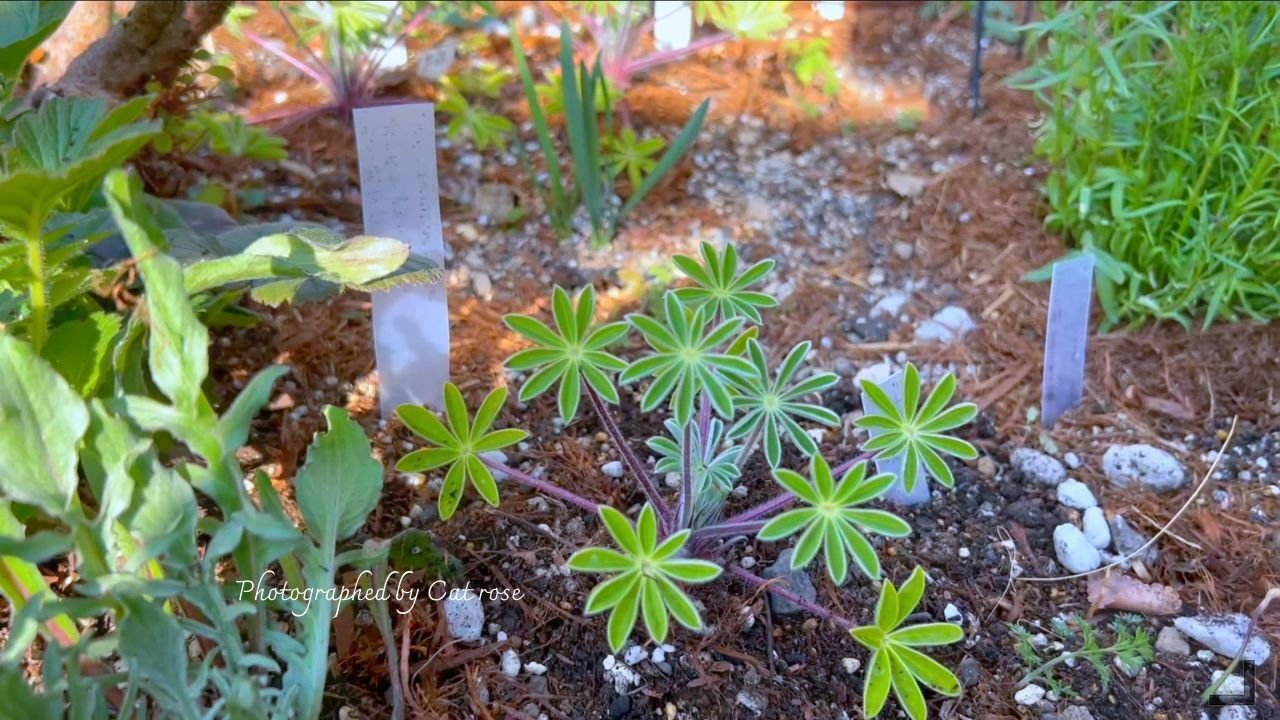 春苗の植え付け開始｜Cat rose 「ガーデニングブログ Cat Roseの庭より」