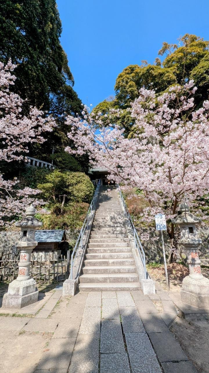 玉縄桜」【鎌倉ぐらし/日々雑感】|水谷俊樹 玉縄桜」【鎌倉ぐらし/日々雑感】|水谷俊樹