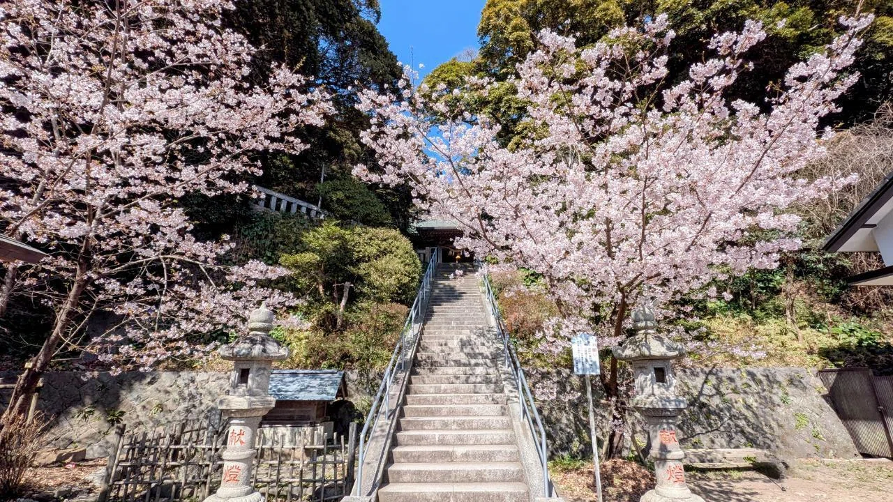 玉縄桜｣【鎌倉雑感】｜水谷俊樹