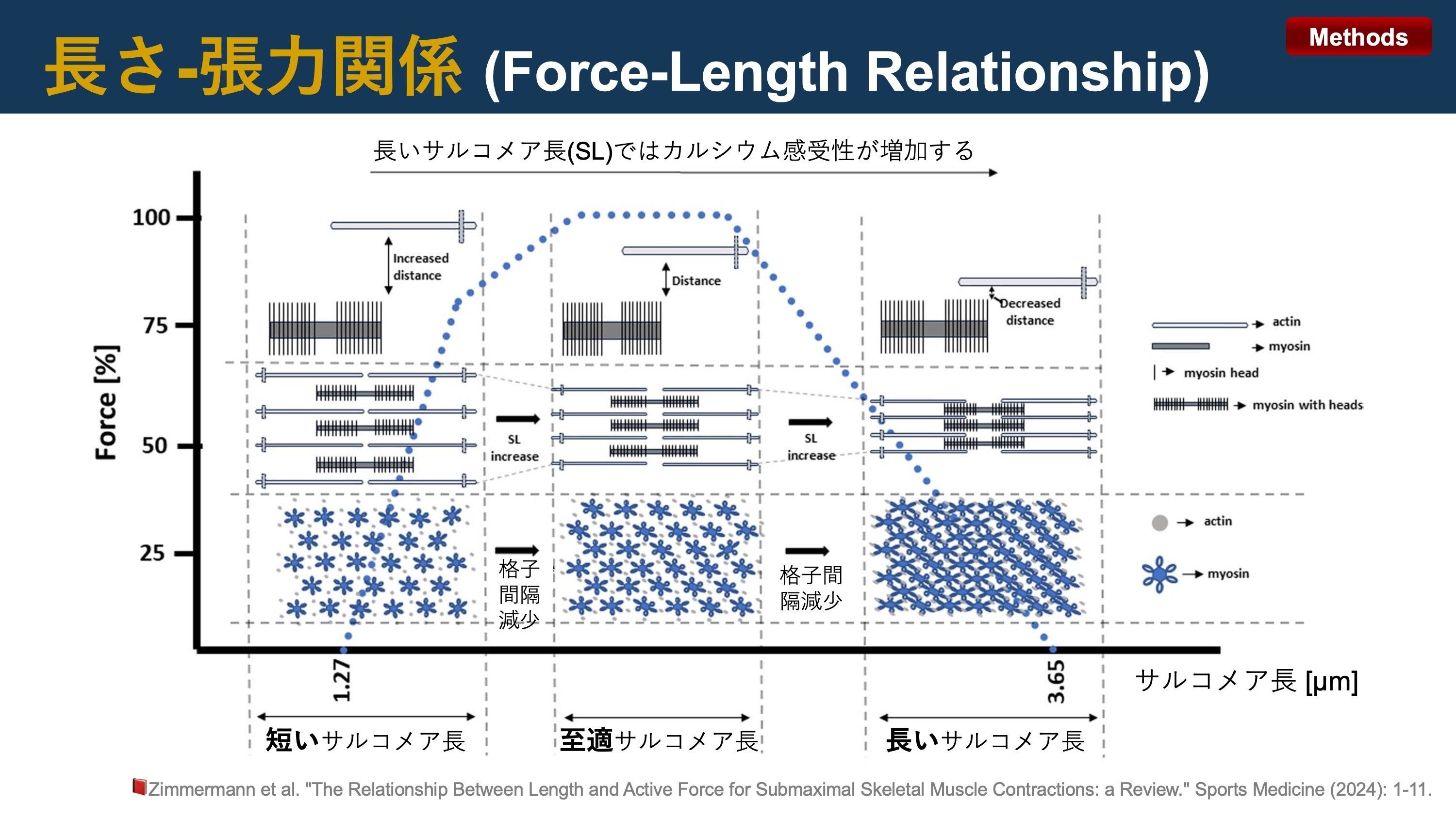 長さ-張力関係 2025 ver.｜Super Human | 理学療法士／保健学