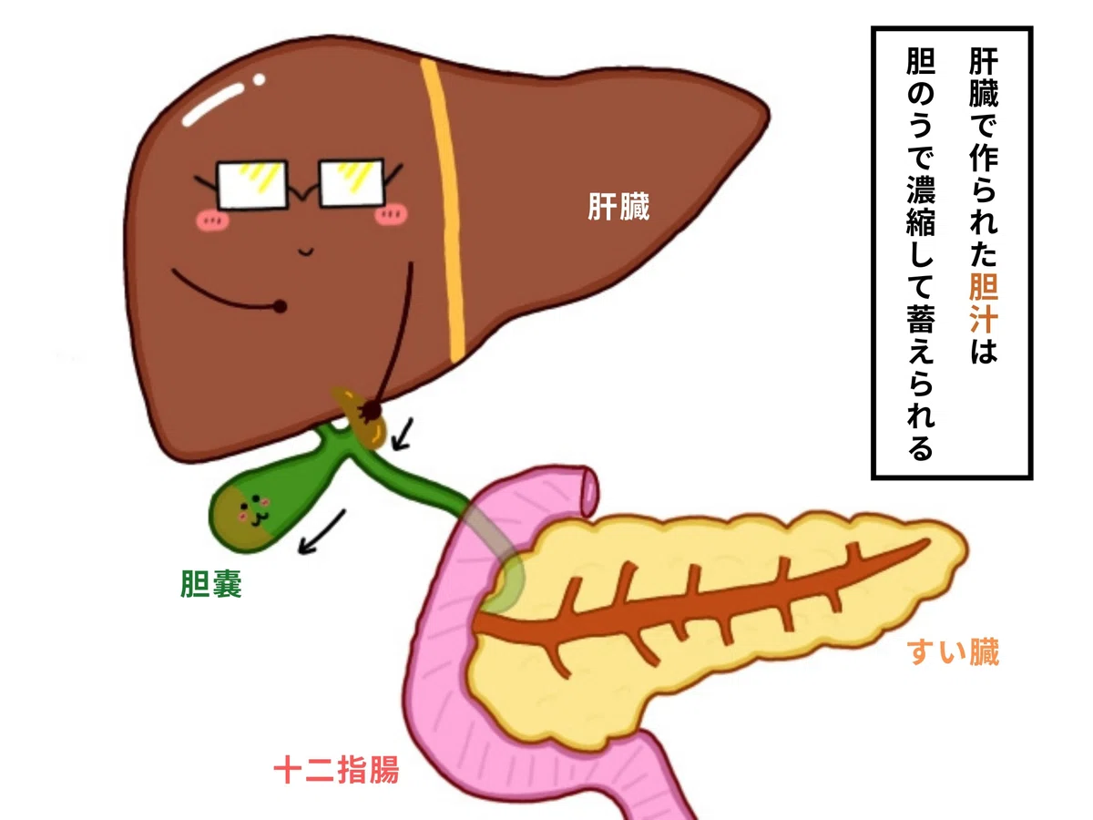 【胆のうの解剖生理学】イラスト図解でわかりやすく解説!!|おがちゃん先生/解剖生理