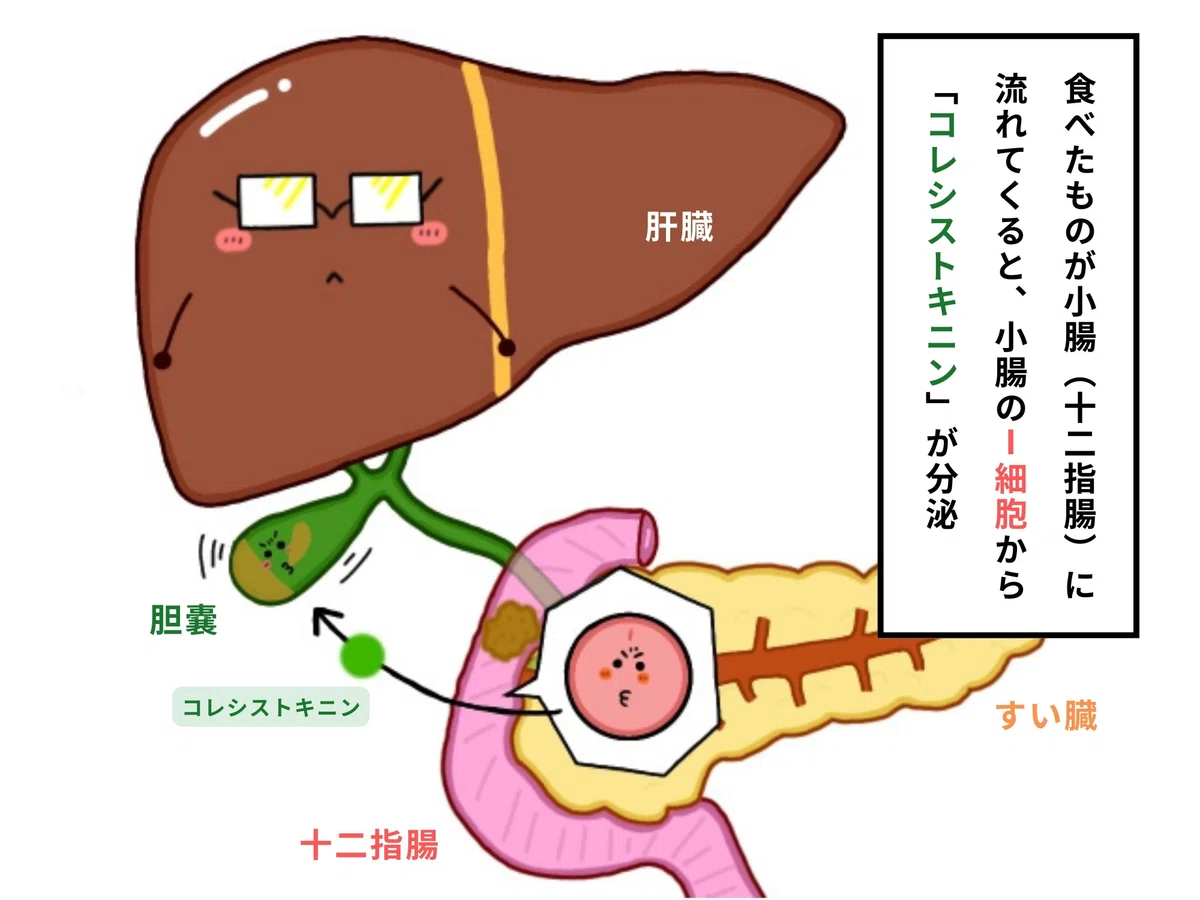 【胆のうの解剖生理学】イラスト図解でわかりやすく解説!!|おがちゃん先生/解剖生理
